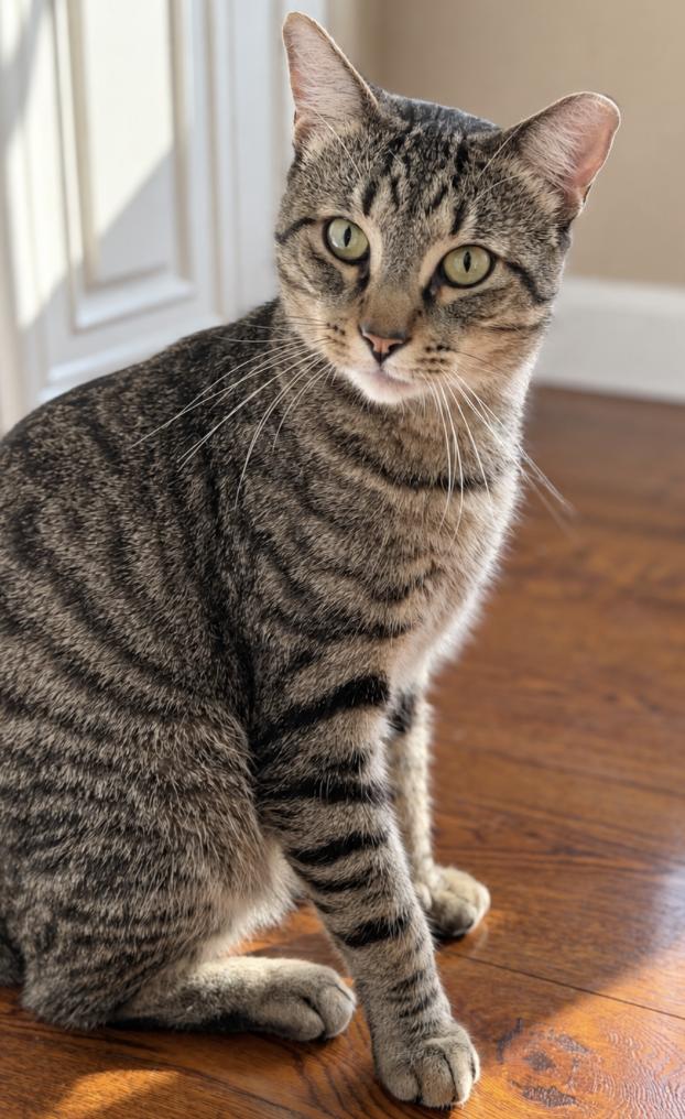 Enlarge Axel, a Adoptable Domestic Short Hair in Redwood City, CA image 2/6