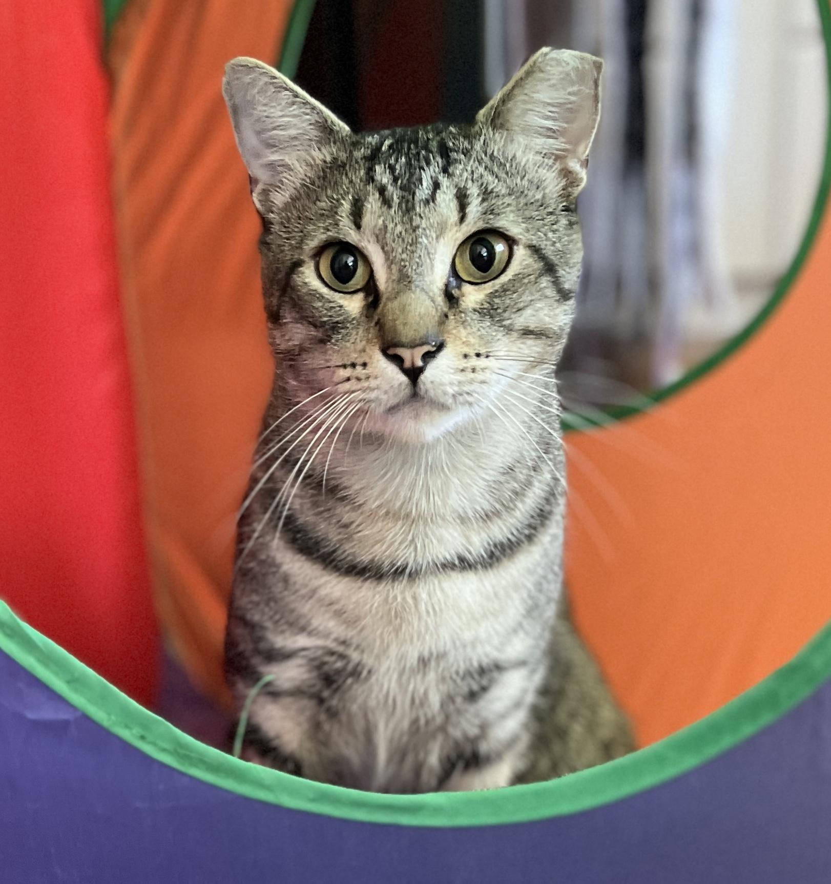 Enlarge Axel, a Adoptable Domestic Short Hair in Redwood City, CA image 3/6