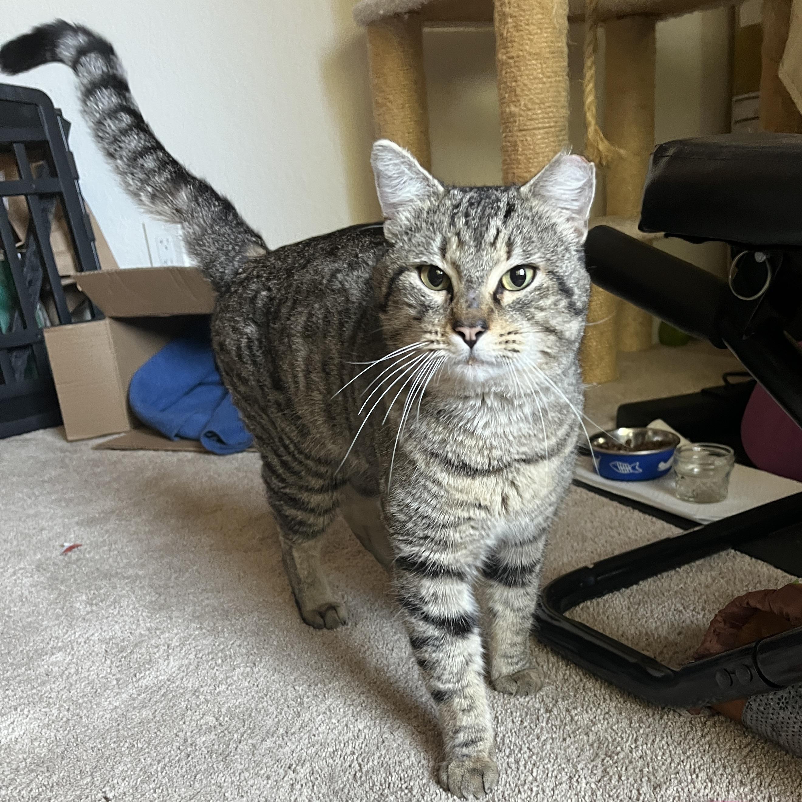 Enlarge Axel, a ADOPTABLE Domestic Short Hair in Redwood City, CA image 5/6