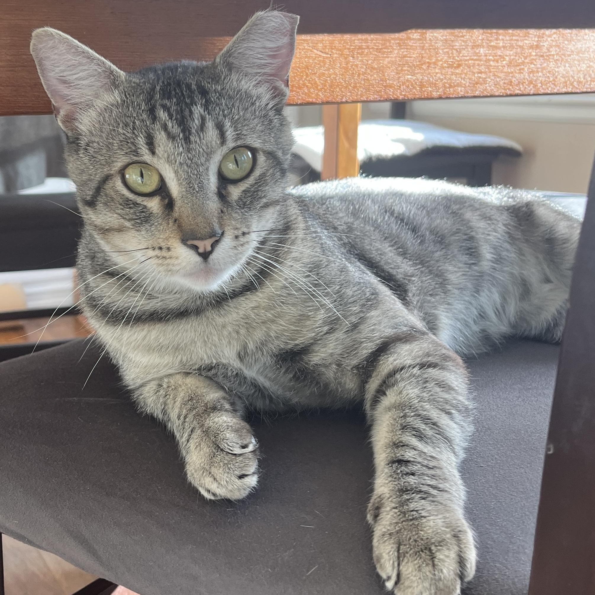 Enlarge Axel, a Adoptable Domestic Short Hair in Redwood City, CA image 5/6