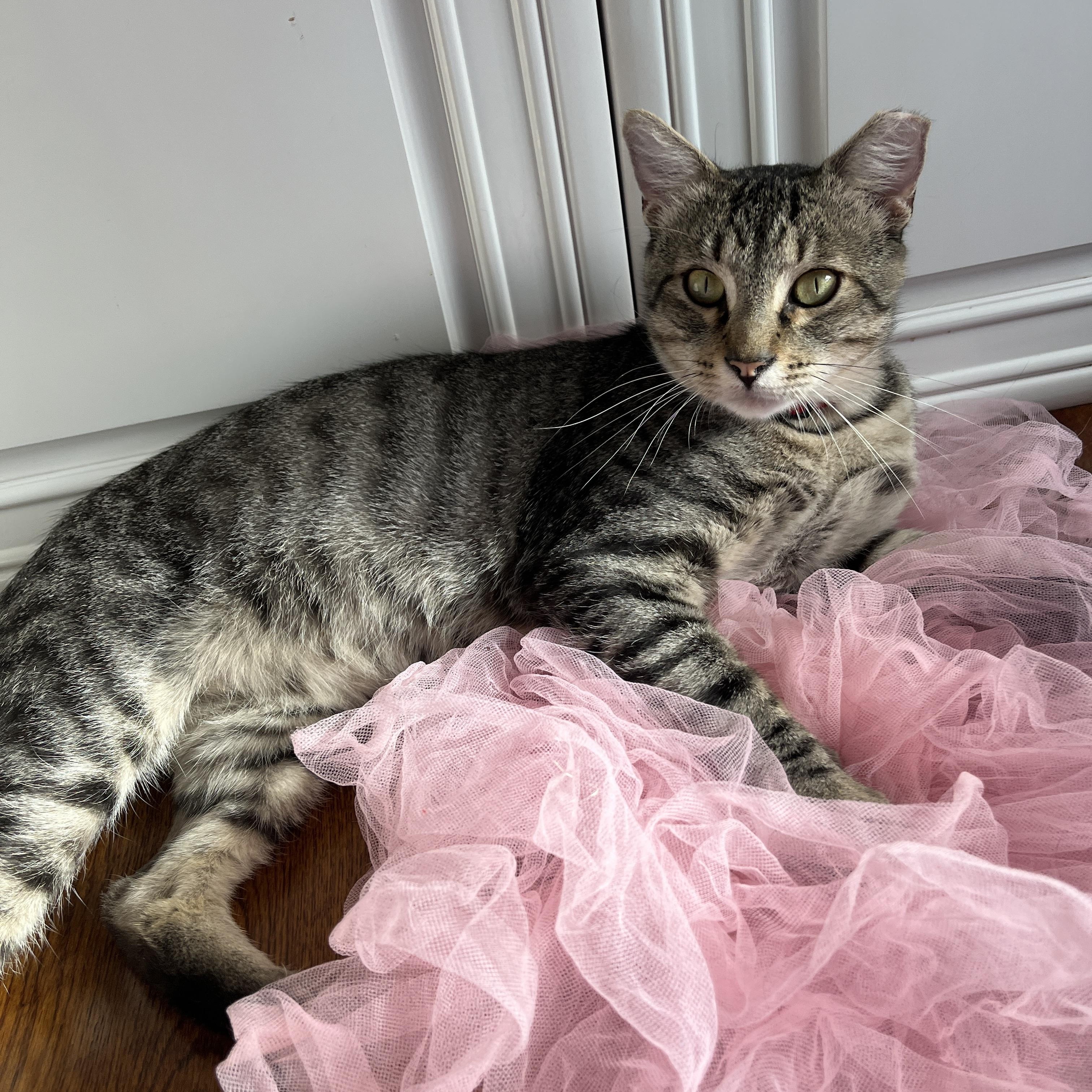 Enlarge Axel, a Adoptable Domestic Short Hair in Redwood City, CA image 4/6