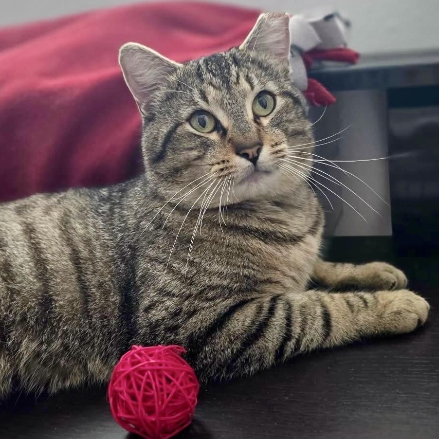 Enlarge Axel, a ADOPTABLE Domestic Short Hair in Redwood City, CA image 3/6