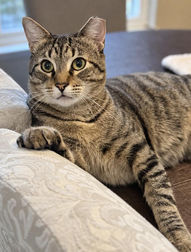 Enlarge Axel, a Adoptable Domestic Short Hair in Redwood City, CA image 1/6