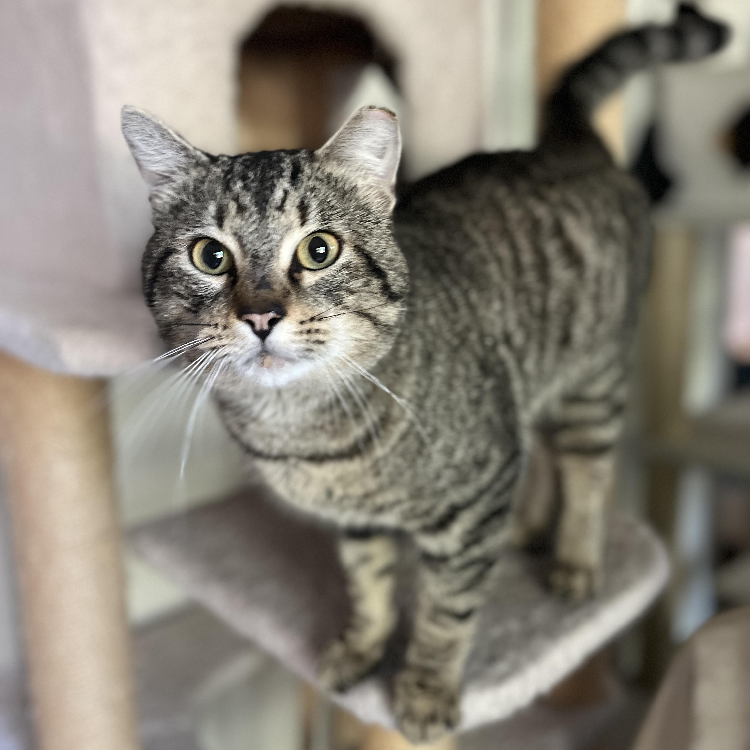 Enlarge Axel, a ADOPTABLE Domestic Short Hair in Redwood City, CA image 2/6