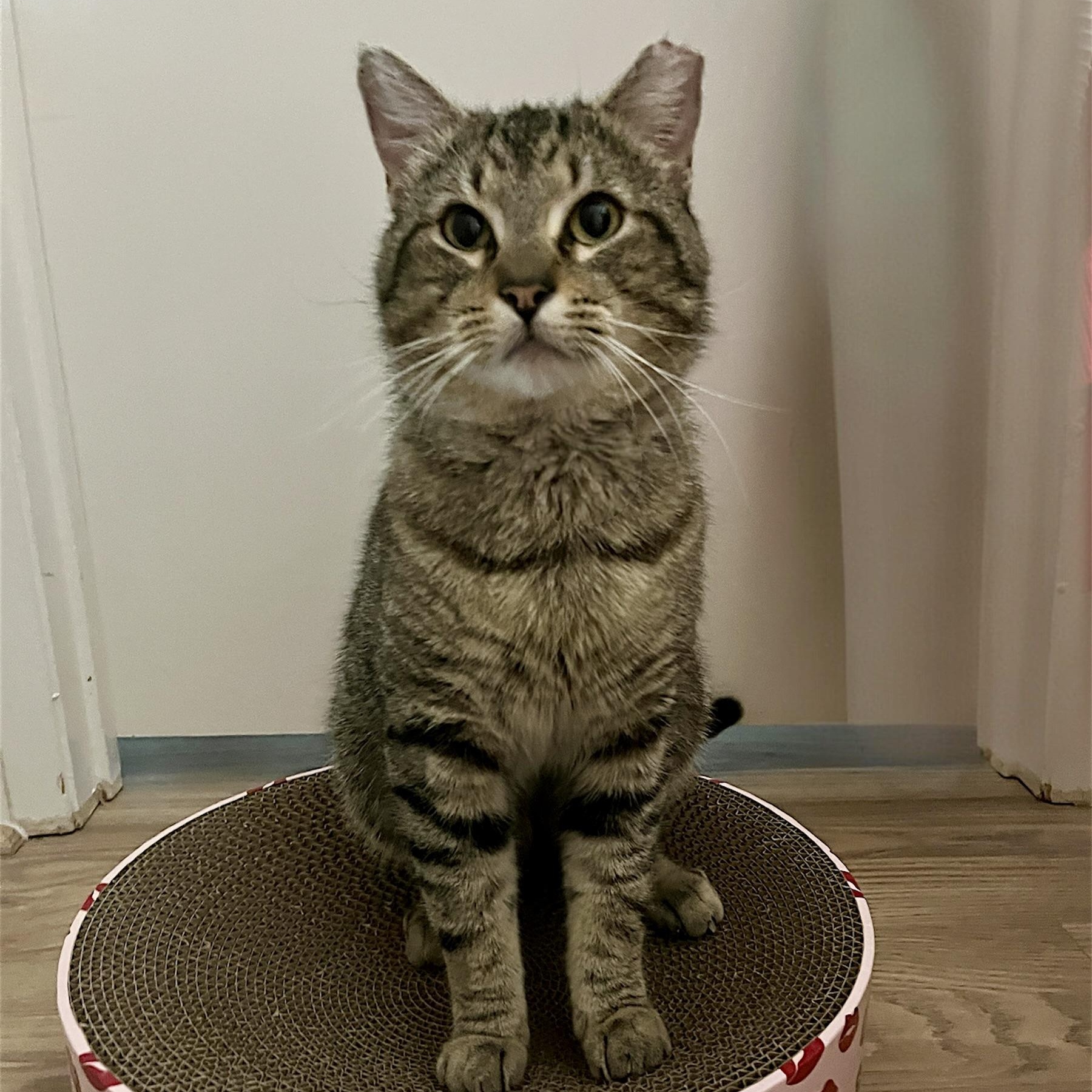 Enlarge Axel, a ADOPTABLE Domestic Short Hair in Redwood City, CA image 4/6