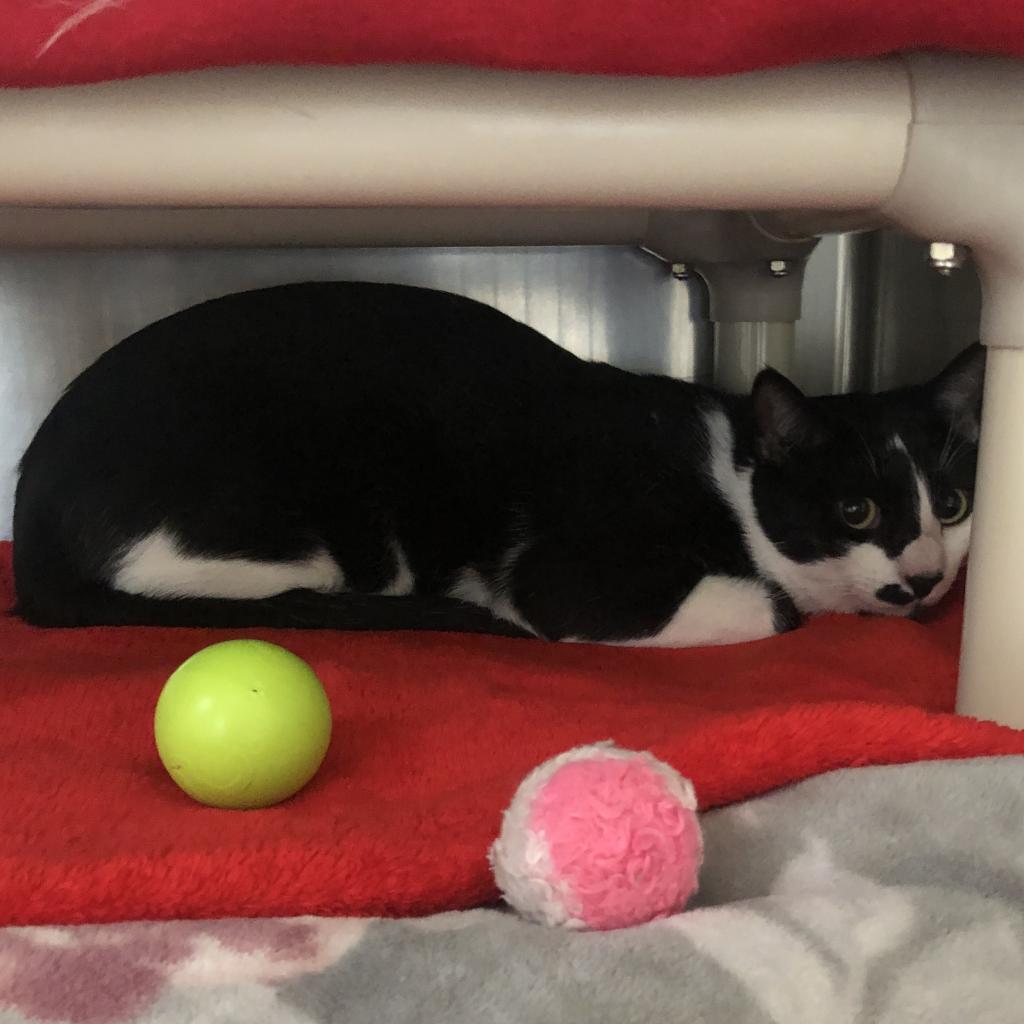 Cisco, Adoptable, Adult Male Domestic Short Hair.