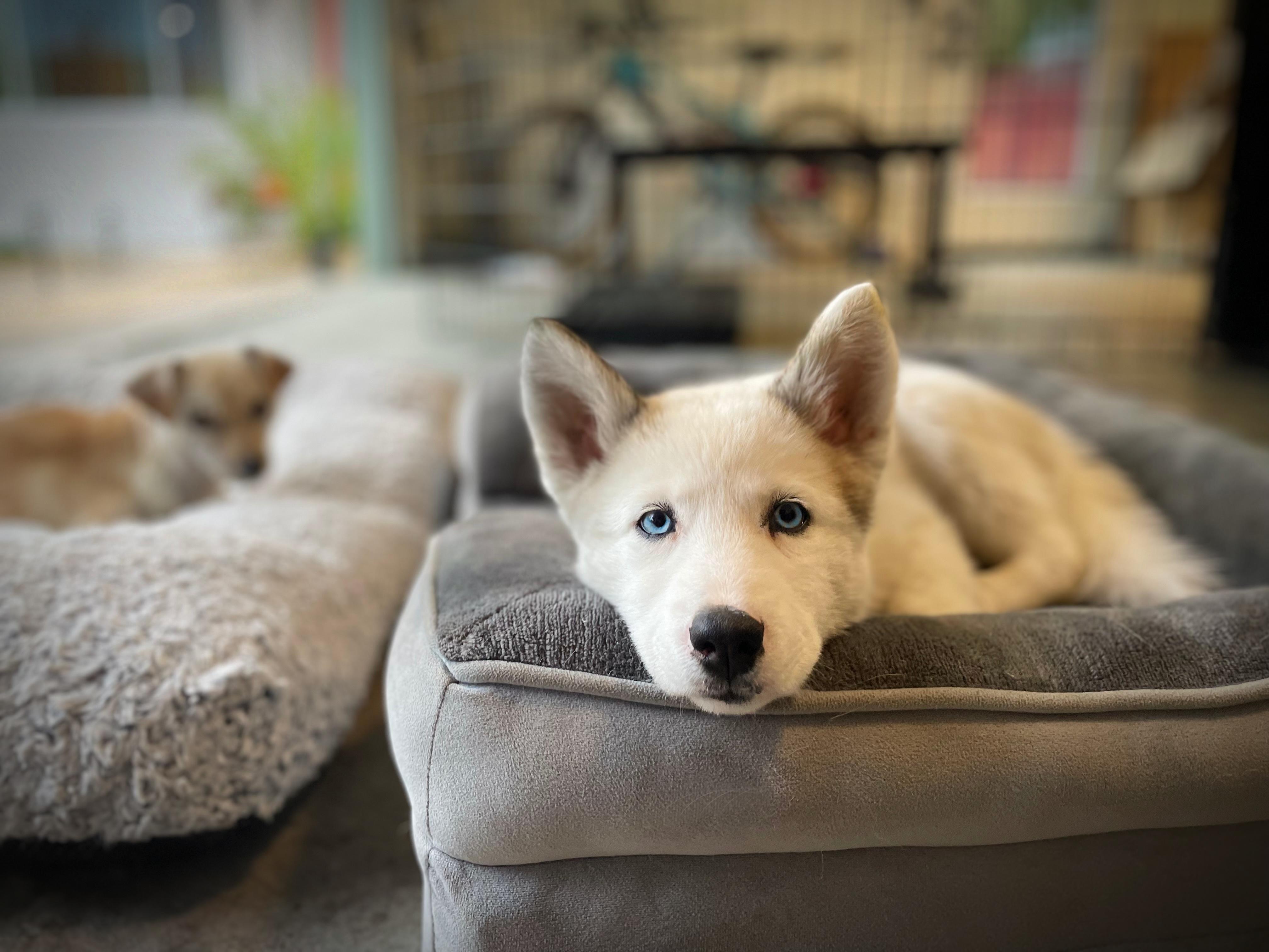 Enlarge Qimmiq, a Adopted mixed breed in Oakland, CA image 2/5