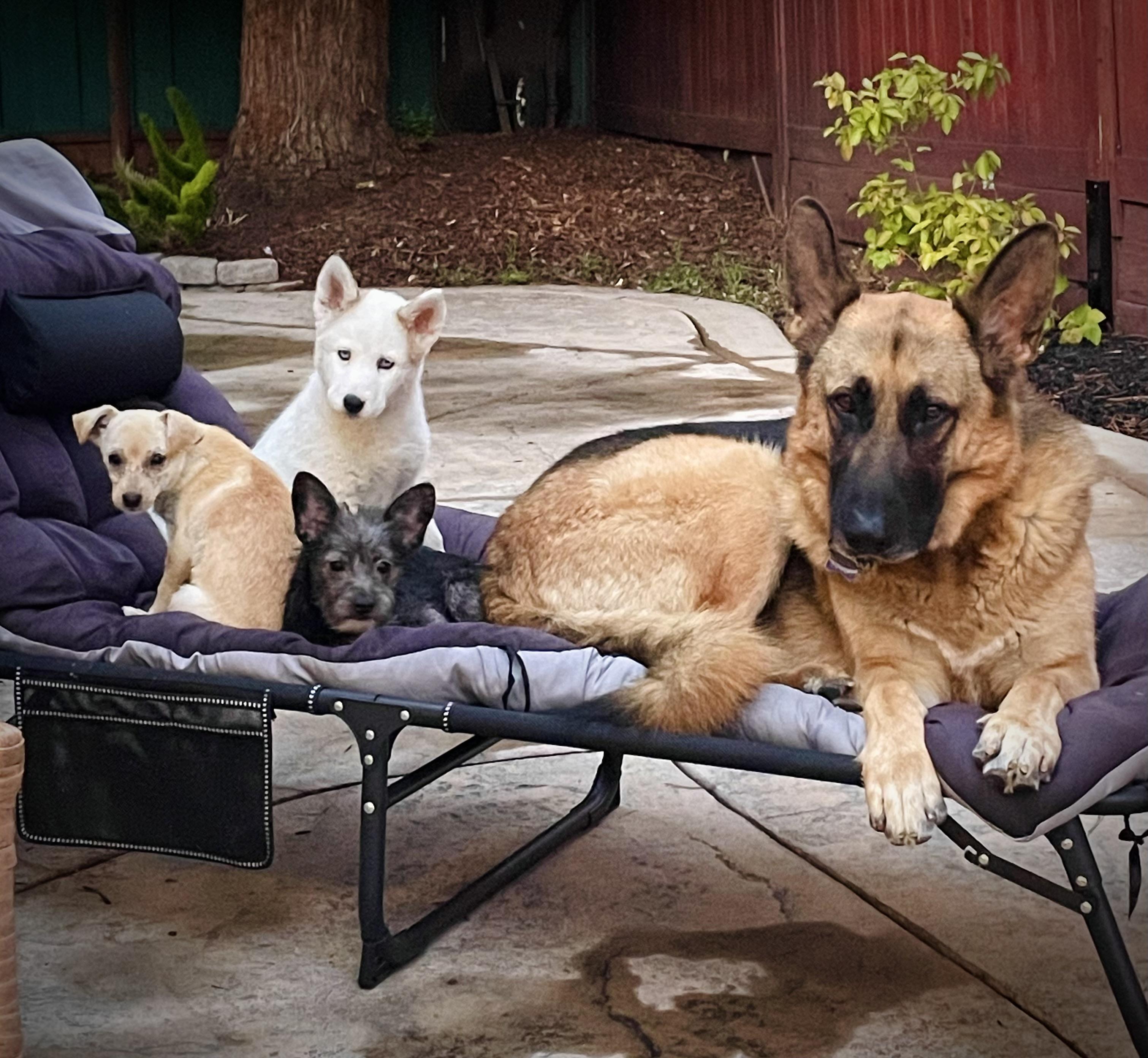 Enlarge Qimmiq, a Adopted mixed breed in Oakland, CA image 3/5