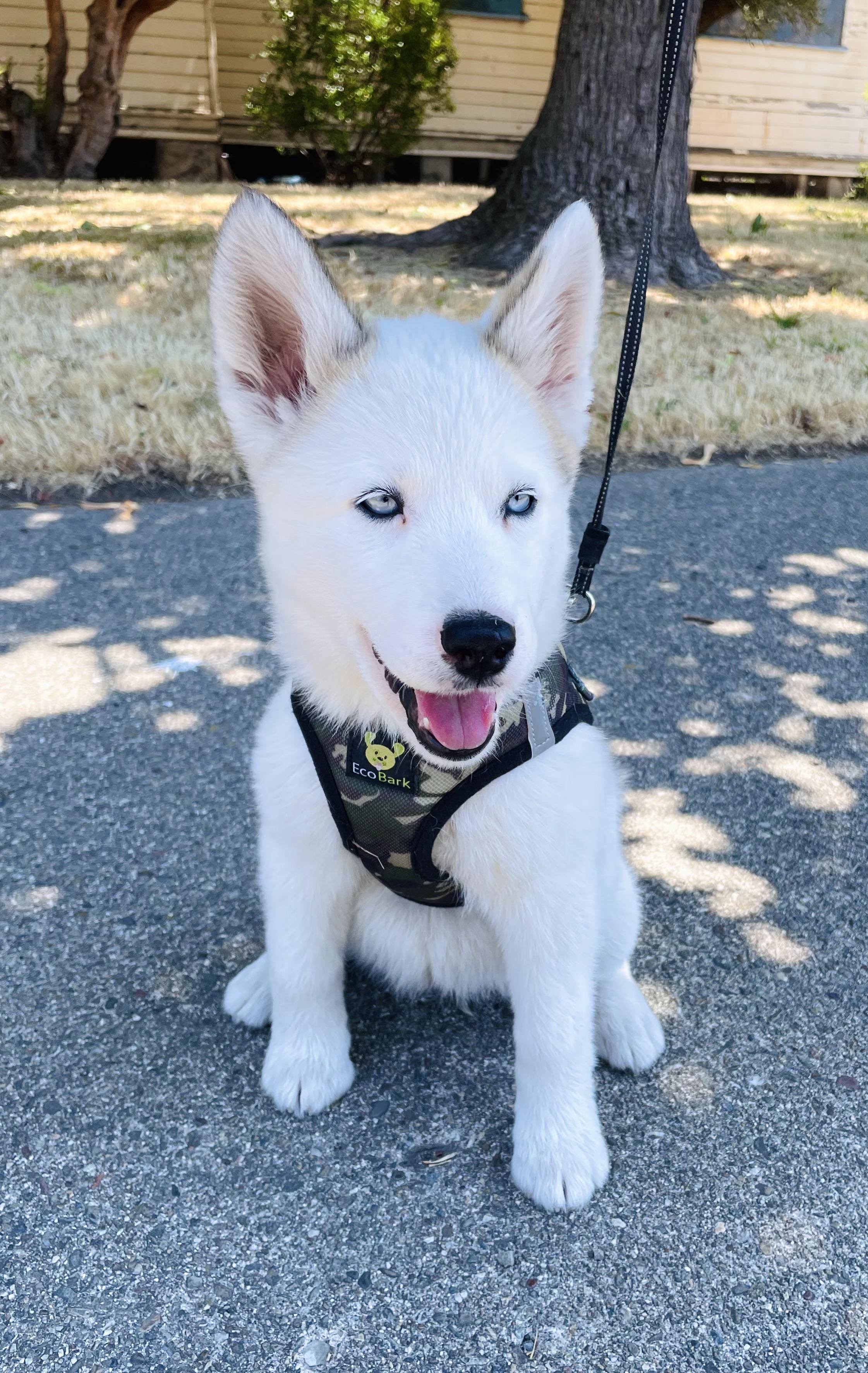 Enlarge Qimmiq, a Adopted mixed breed in Oakland, CA image 4/5