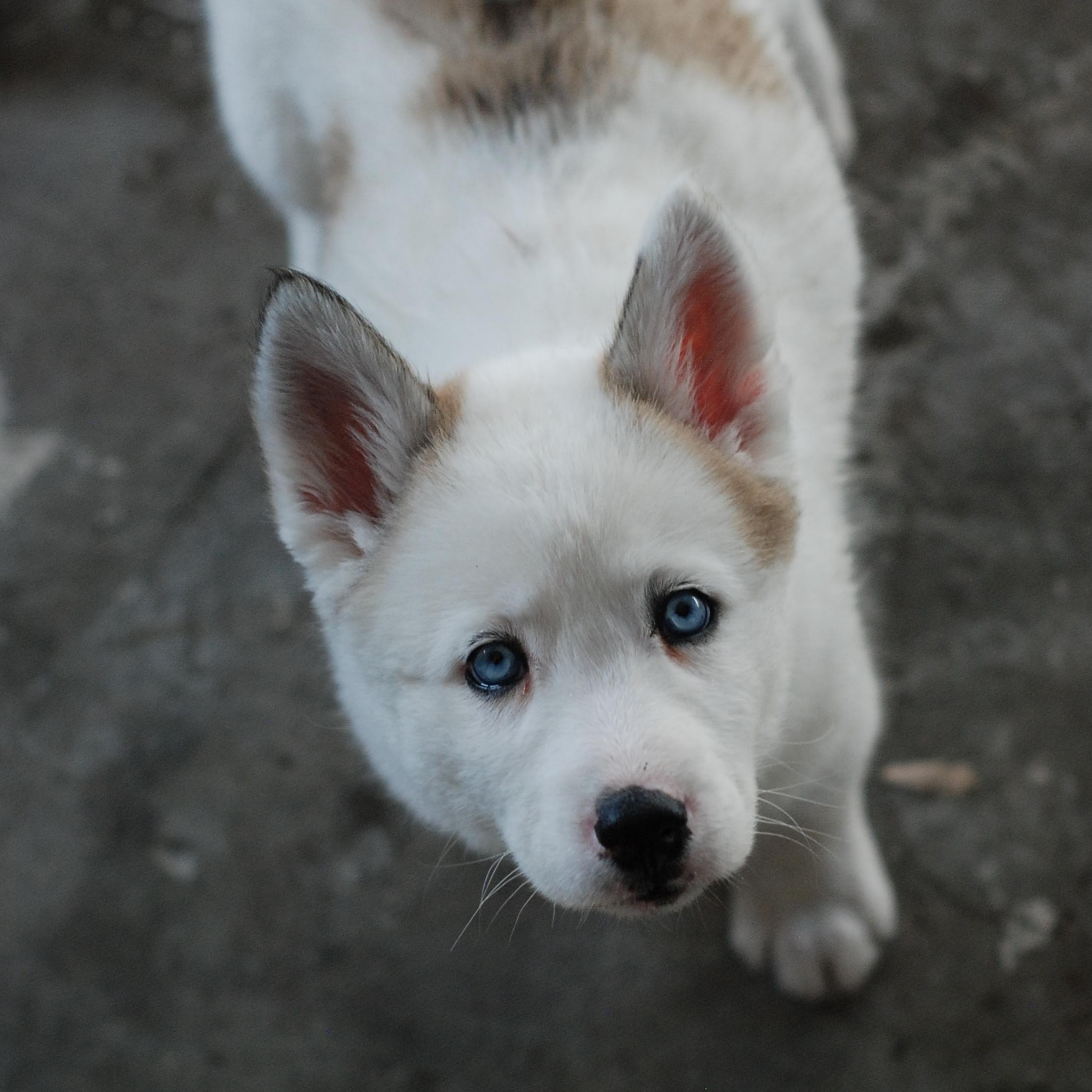 Enlarge Qimmiq, a Adopted mixed breed in Oakland, CA image 5/5