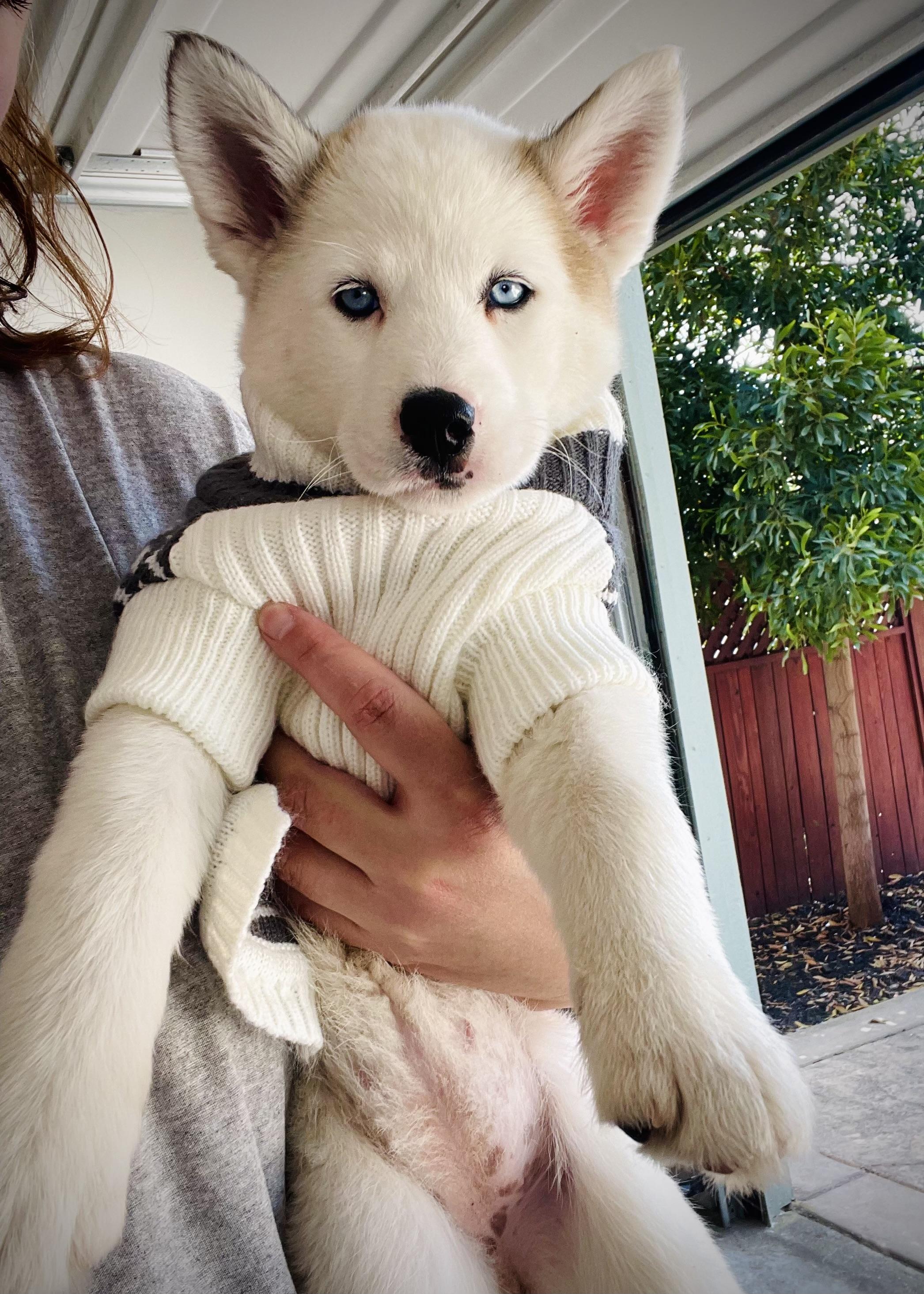 Enlarge Qimmiq, a Adopted mixed breed in Oakland, CA image 1/5