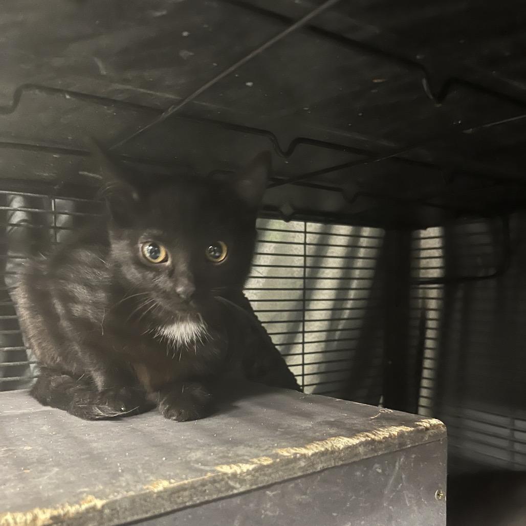 Jamee, Adoptable, Kitten Female American Shorthair.