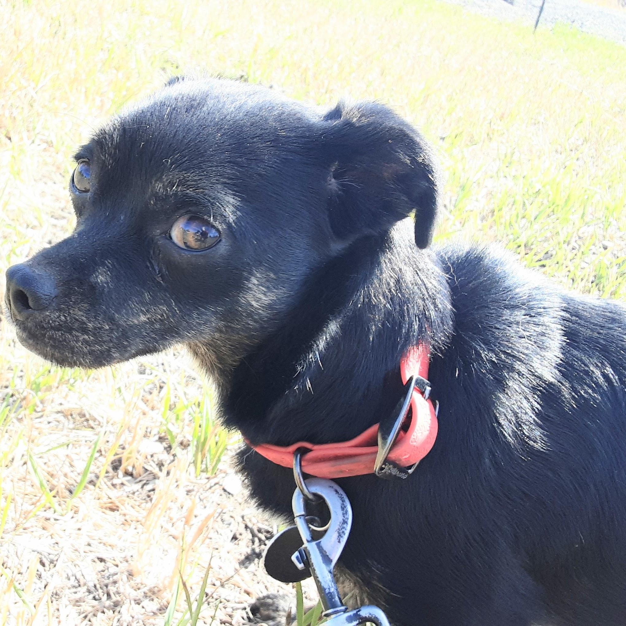 Enlarge Pollen, a Adoptable mixed breed in Olympia, WA image 2/6