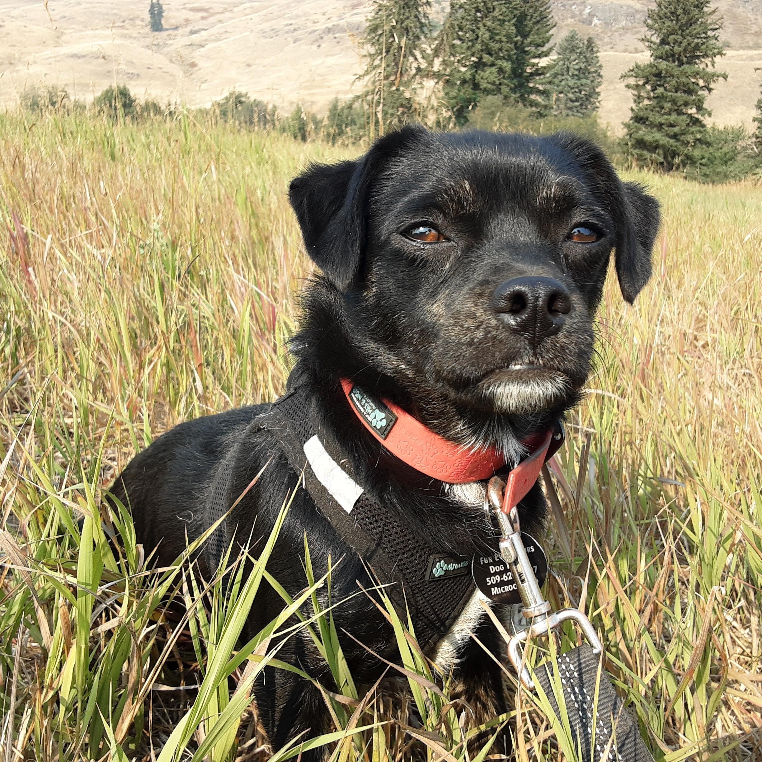 Enlarge Pollen, a Adoptable mixed breed in Olympia, WA image 1/6