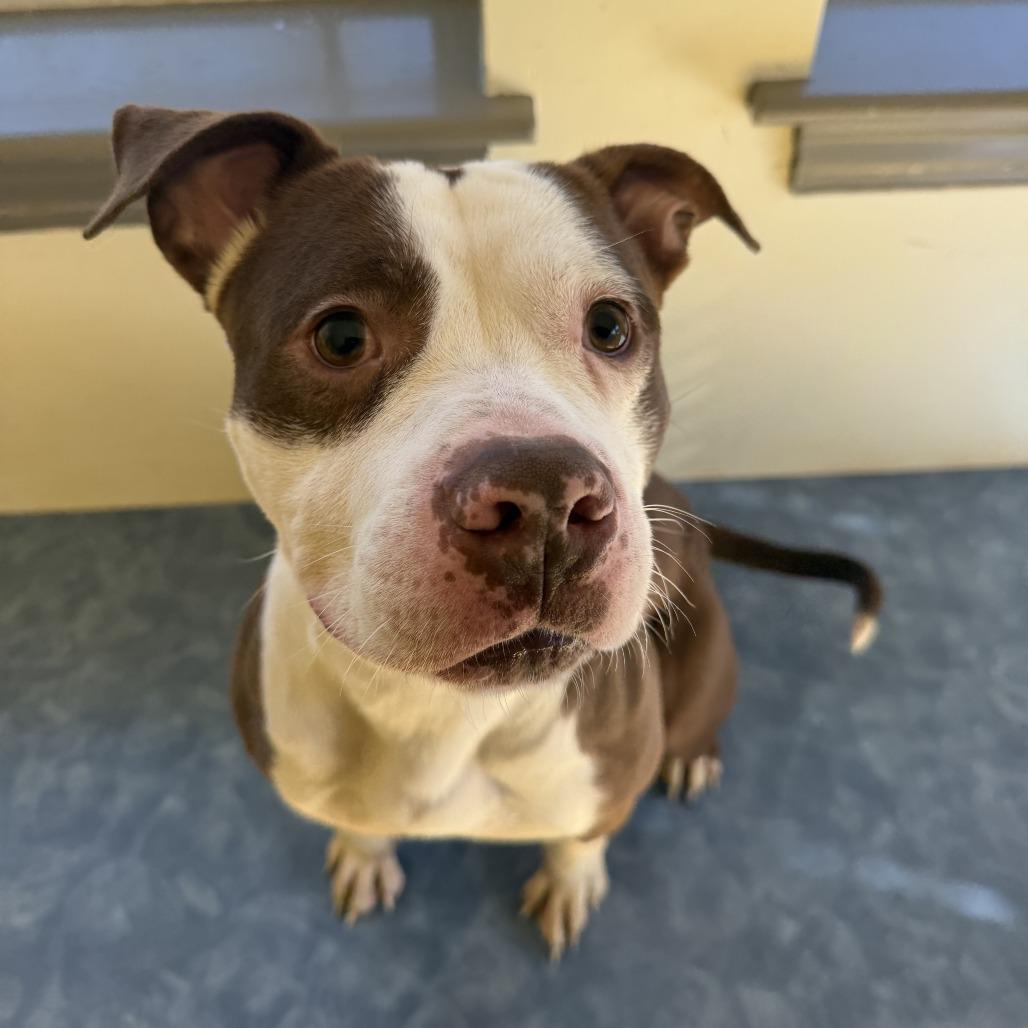 Pugsly — thumbnail 2