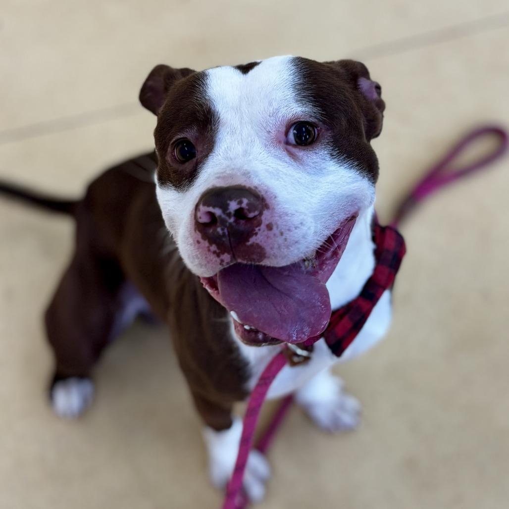 Pugsly — thumbnail 3