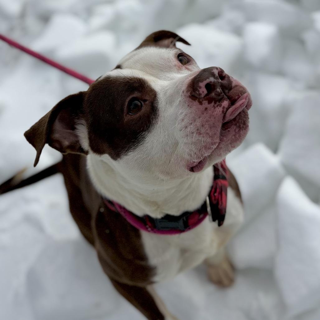 Pugsly — thumbnail 4