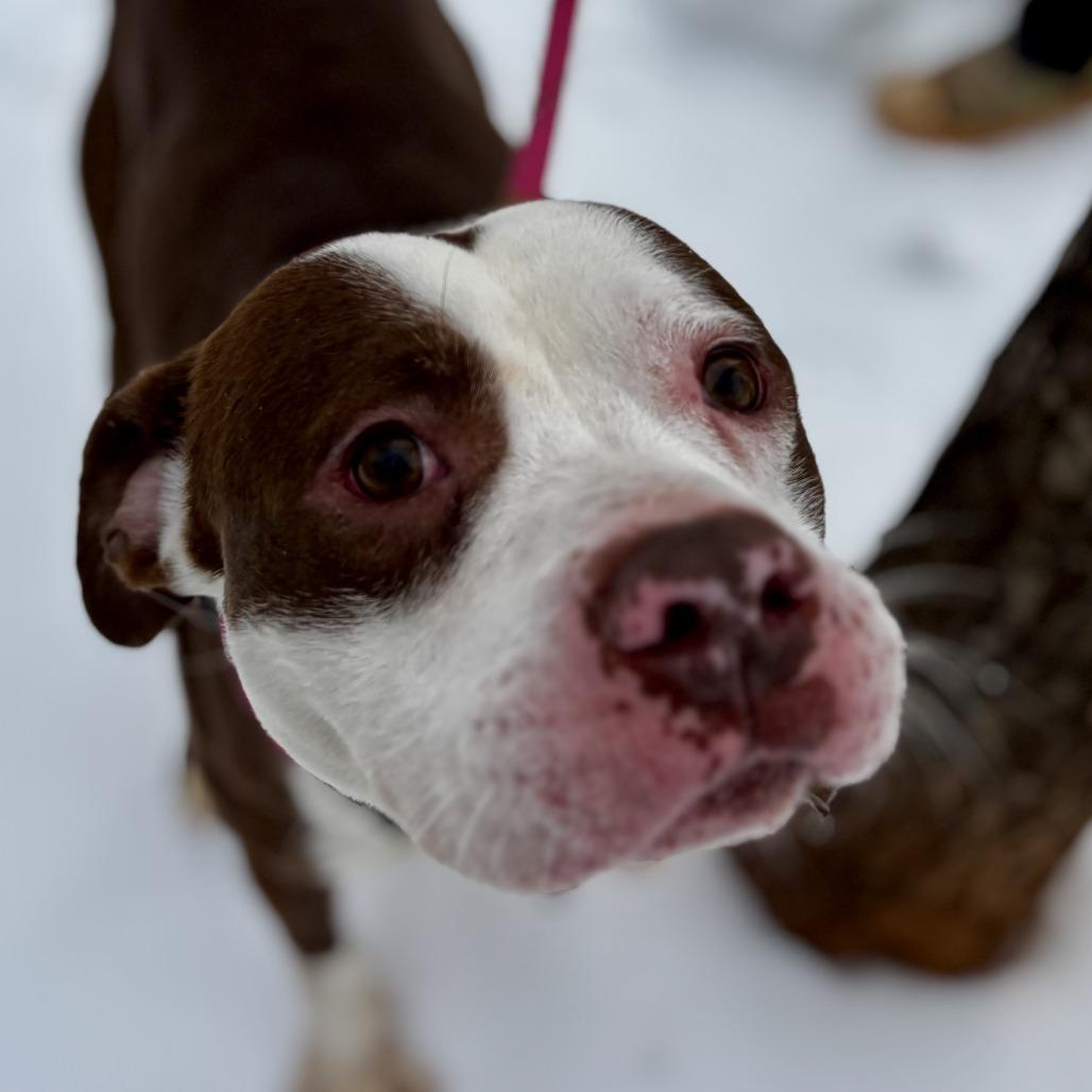 Pugsly — thumbnail 5