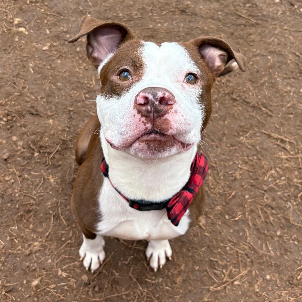 Pugsly — thumbnail 6