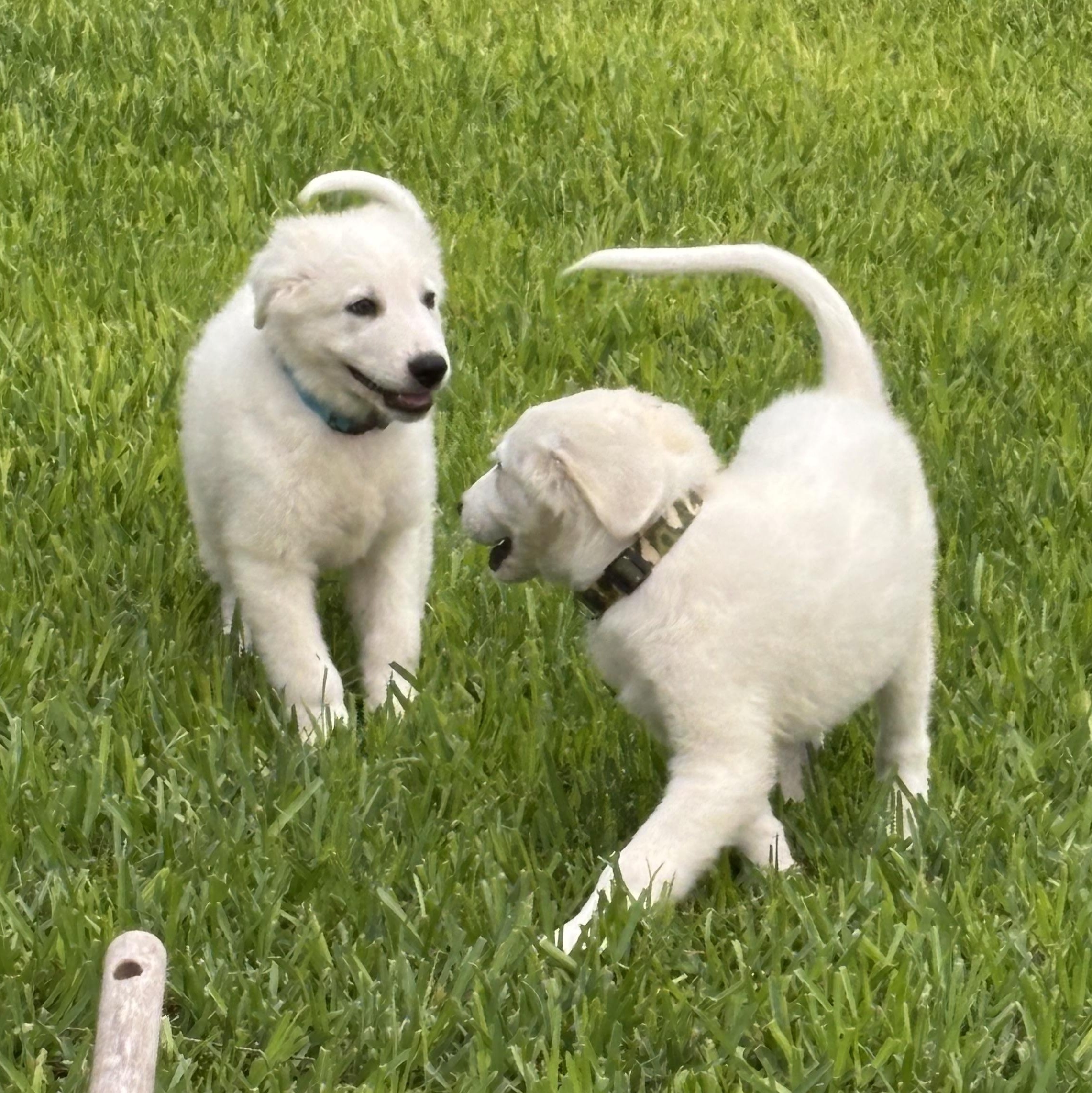 Enlarge Polar, an adopted Great Pyrenees in Austin, TX image 5/5