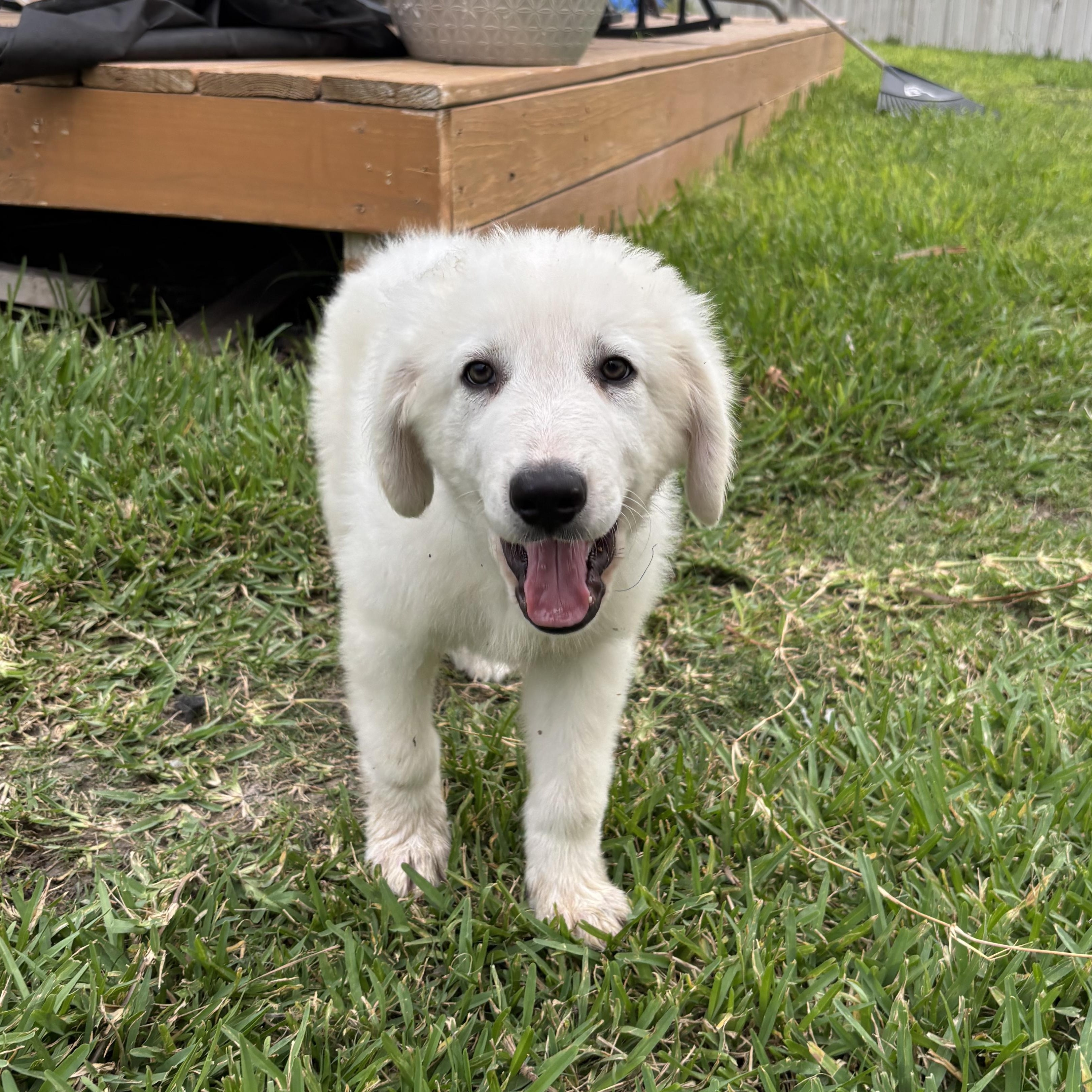 Enlarge Polar, an adopted Great Pyrenees in Austin, TX image 1/5