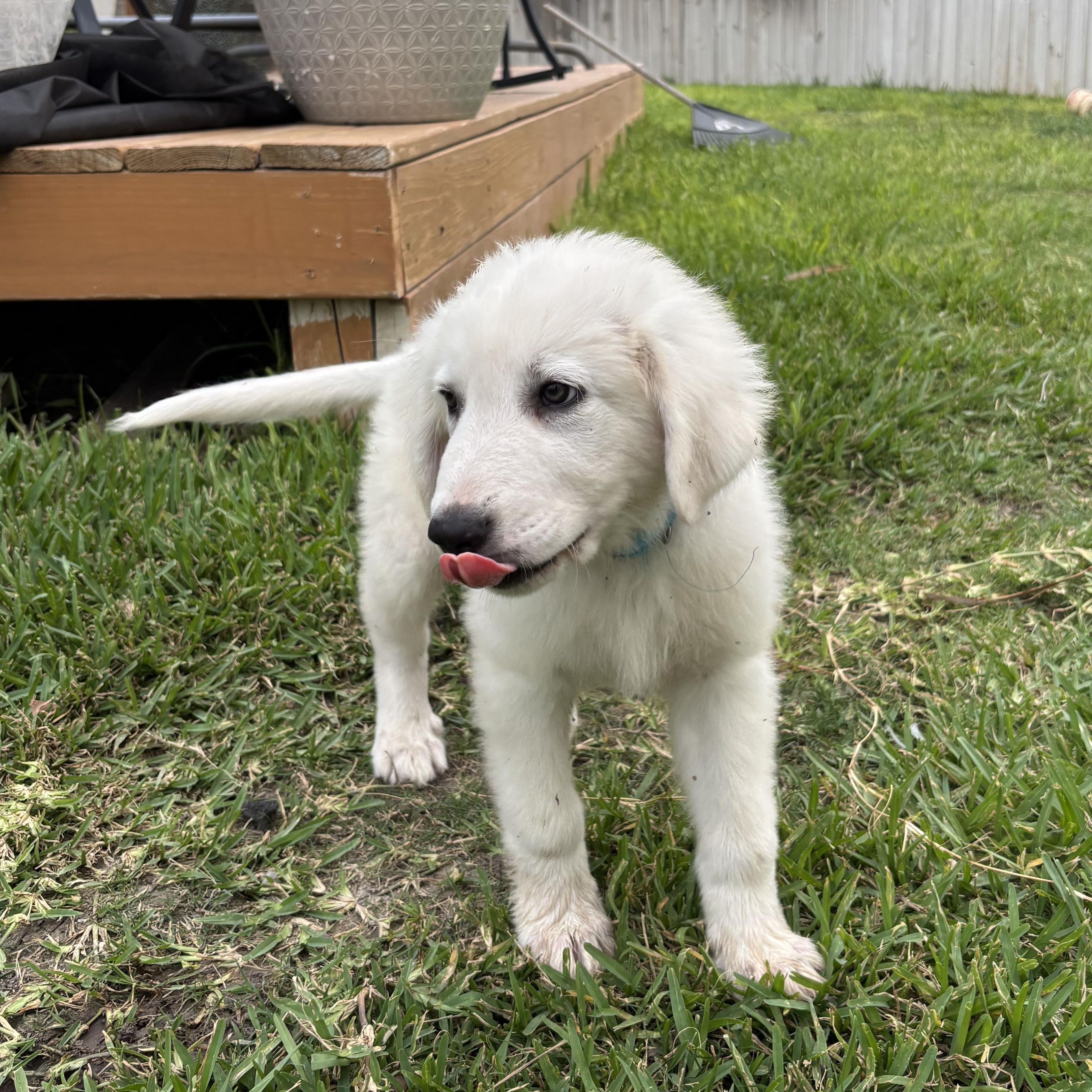 Enlarge Polar, an adopted Great Pyrenees in Austin, TX image 2/5