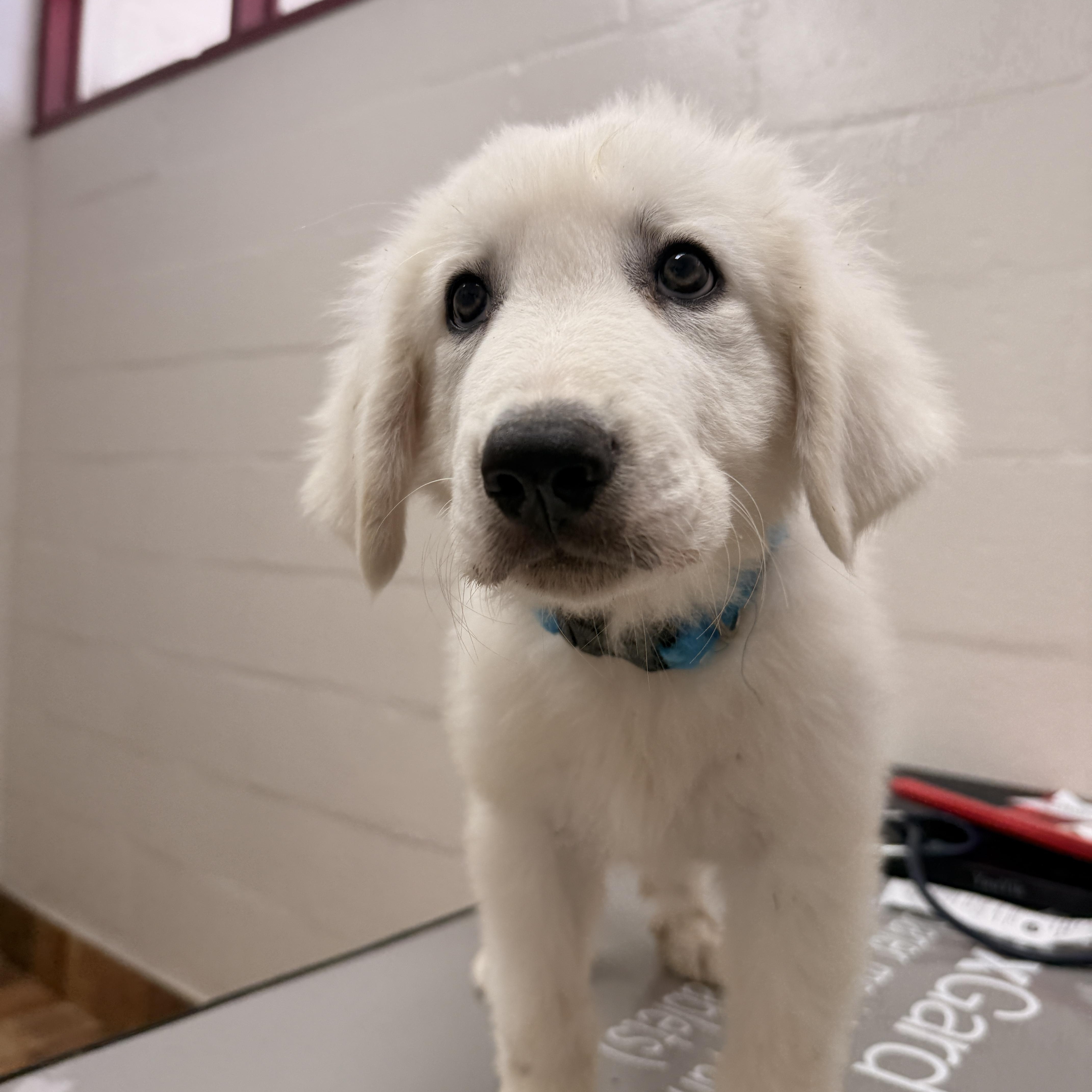 Enlarge Polar, an adopted Great Pyrenees in Austin, TX image 4/5