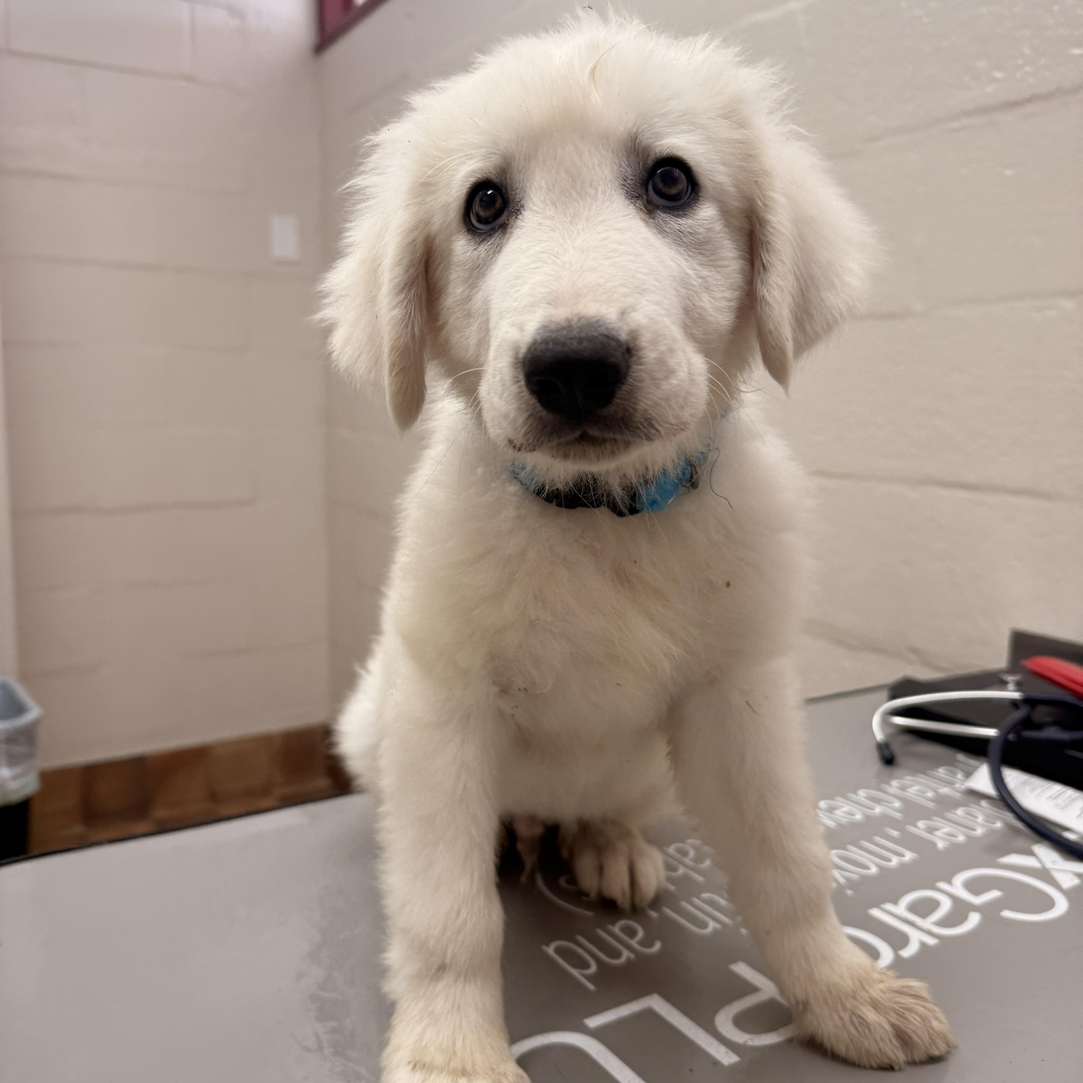 Enlarge Polar, an adopted Great Pyrenees in Austin, TX image 3/5