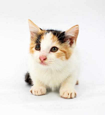Pebbles, Adoptable, Kitten Female Domestic Short Hair & Domestic Short Hair.