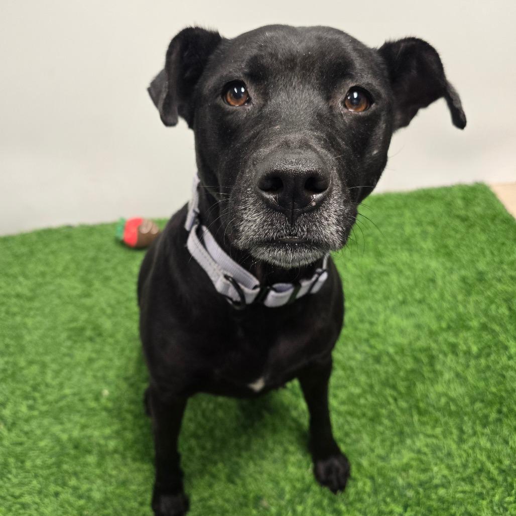Enlarge Elphaba, a Adoptable Pit Bull Terrier in Columbia, MO image 1/6