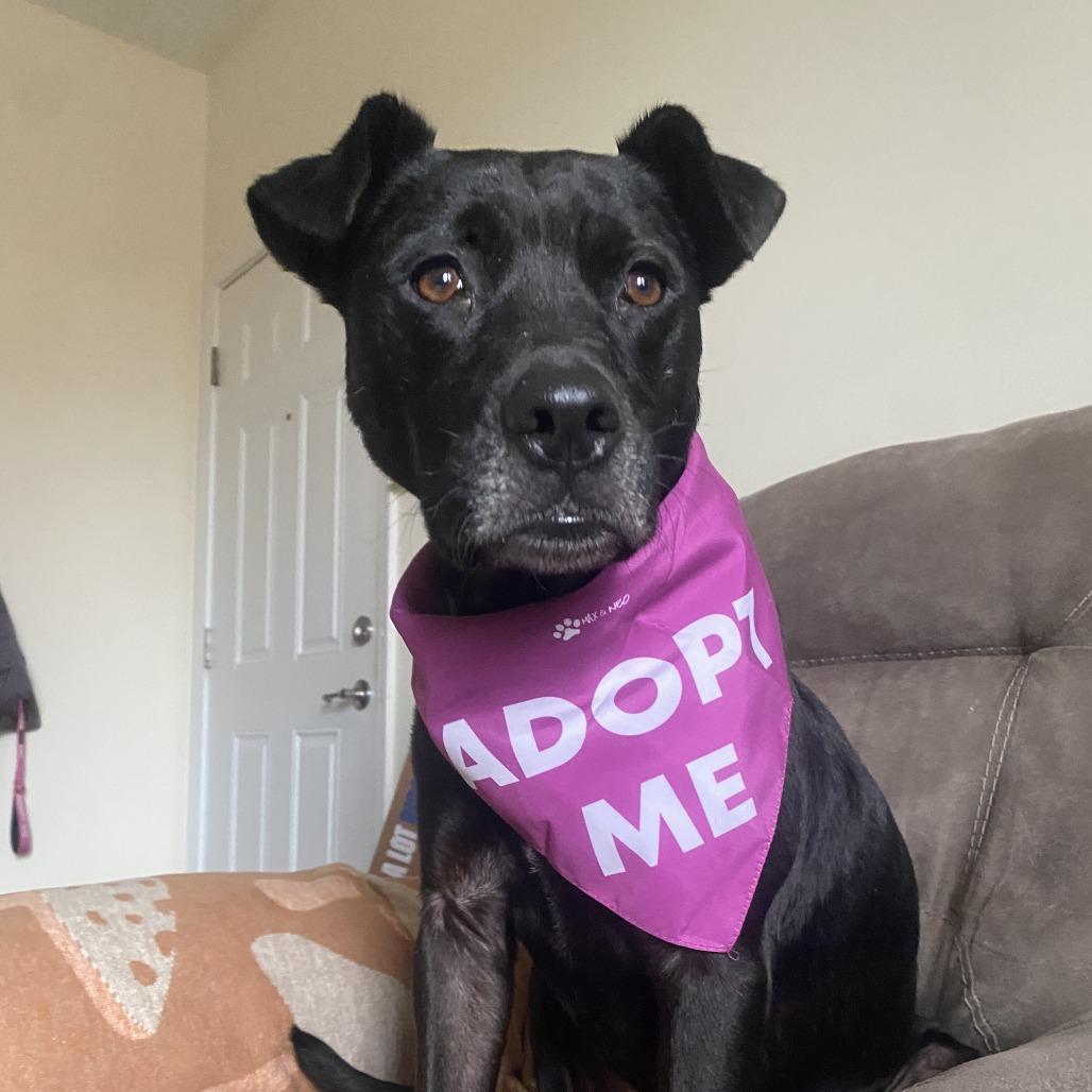 Elphaba, a Adoptable Pit Bull Terrier in Columbia, MO image 2/6