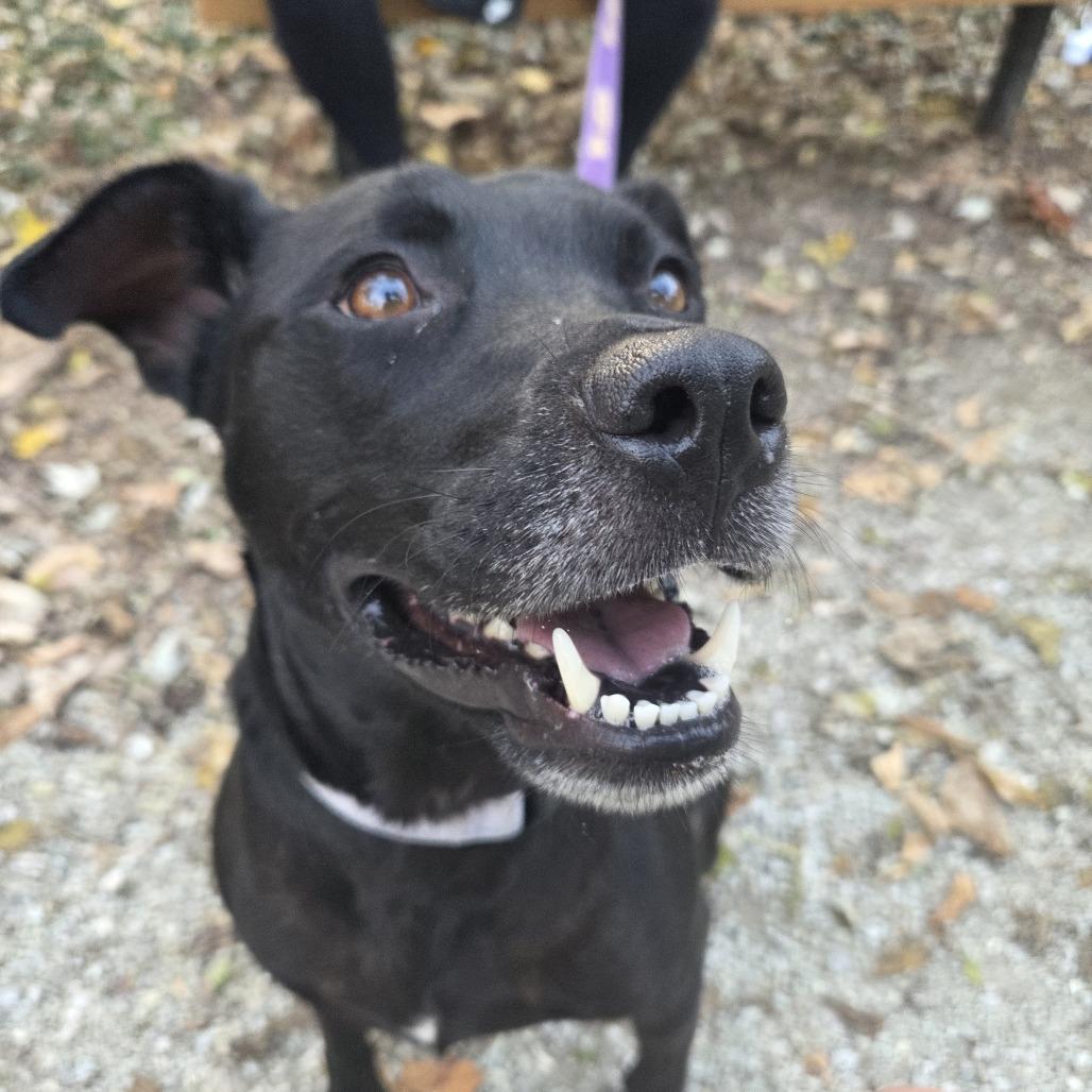 Enlarge Elphaba, a Adoptable Pit Bull Terrier in Columbia, MO image 3/6