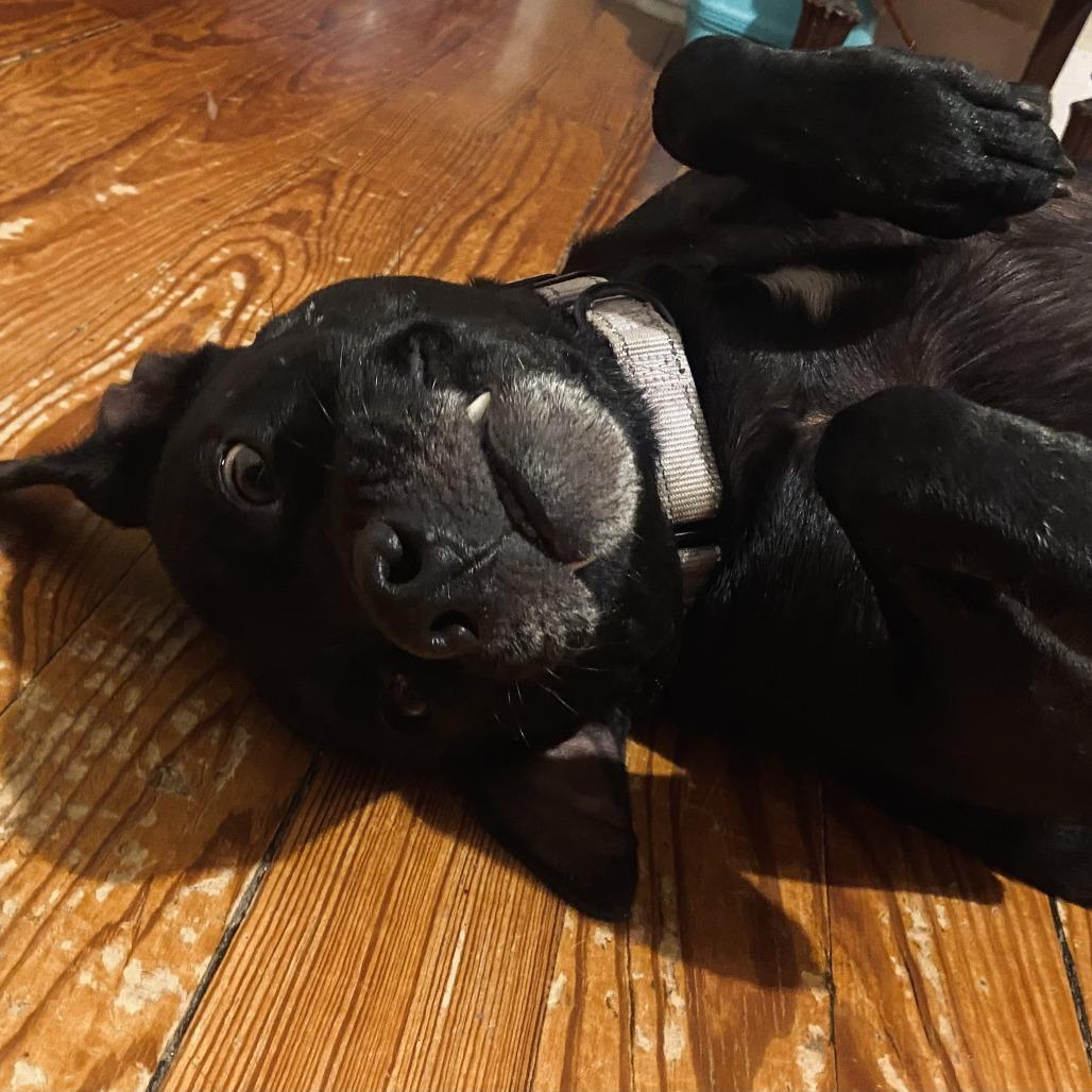 Enlarge Elphaba, a Adoptable Pit Bull Terrier in Columbia, MO image 4/6