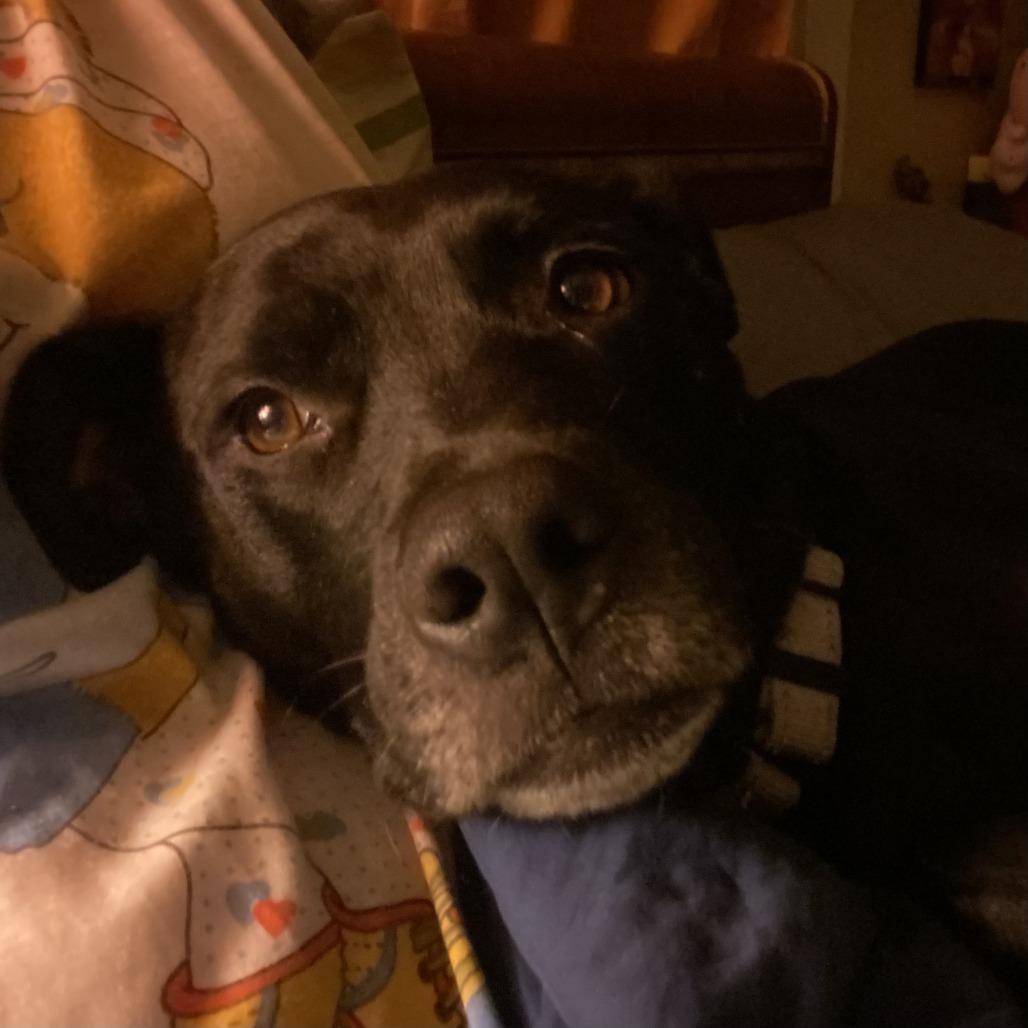 Enlarge Elphaba, a Adoptable Pit Bull Terrier in Columbia, MO image 5/6