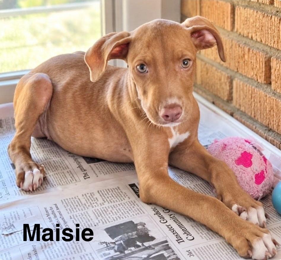 Enlarge Maisie, a Adopted Labrador Retriever in Manchester, CT image 1/1