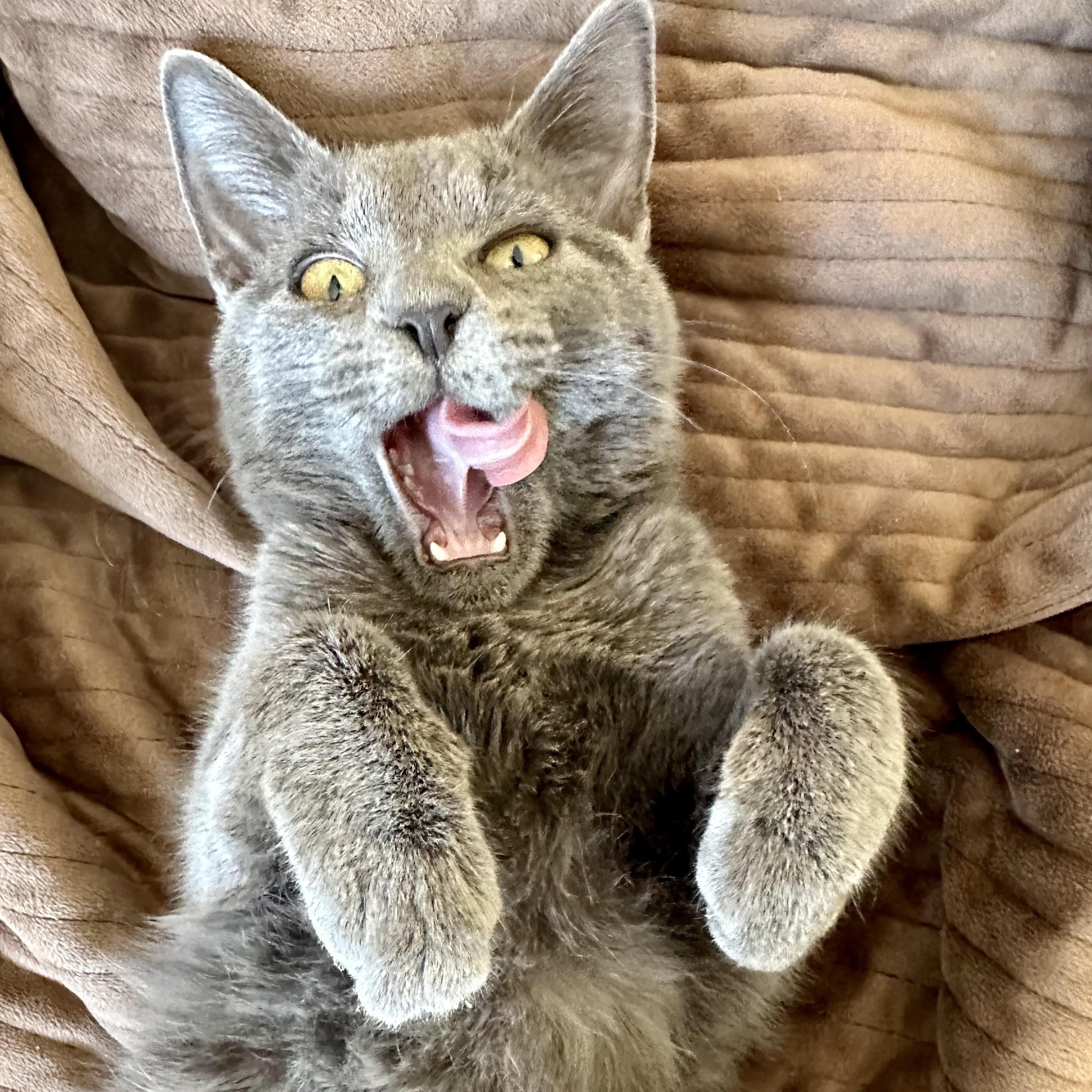 Mercury, a Adoptable Domestic Short Hair in Norfolk, VA image 4/5