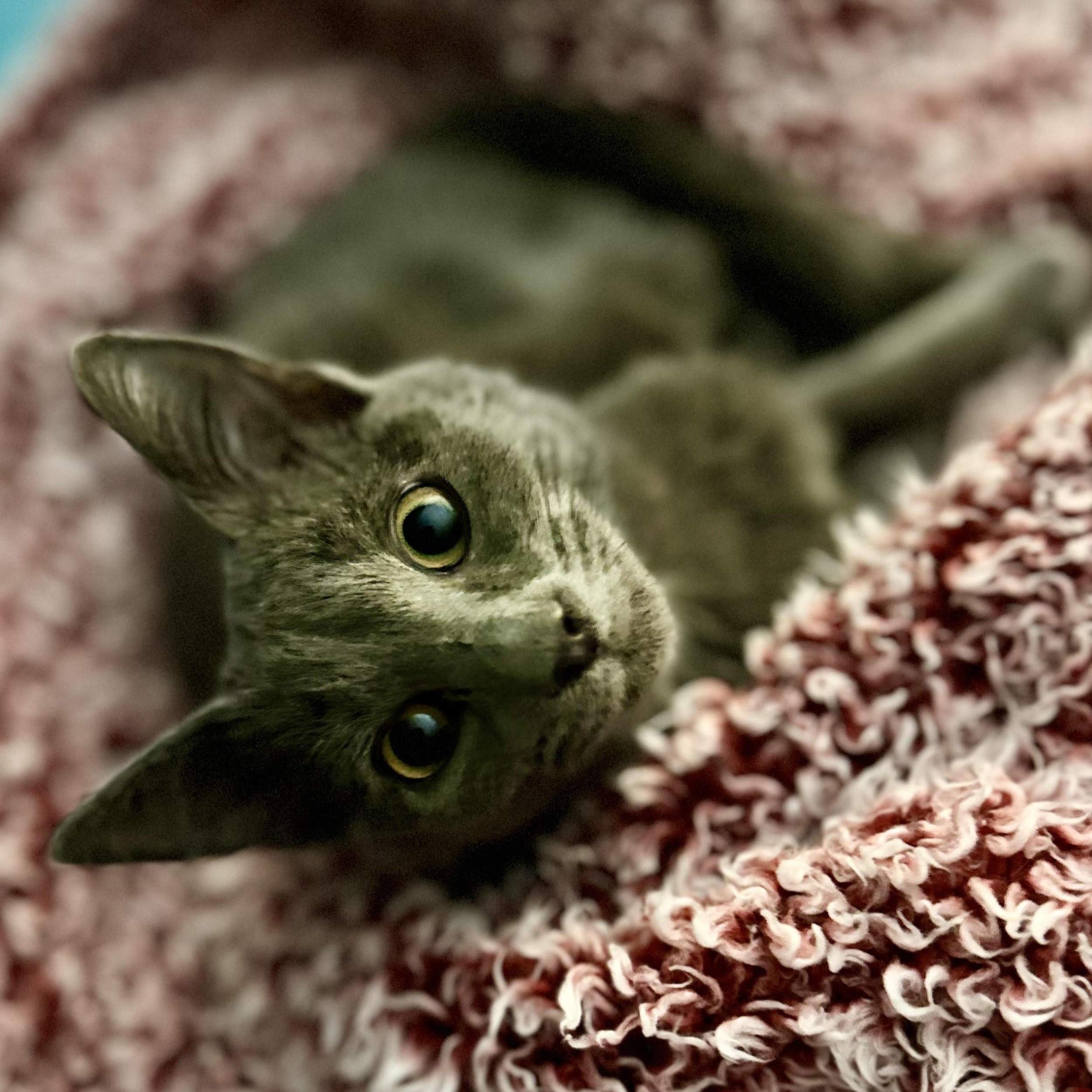 Mercury, a Adoptable Domestic Short Hair in Norfolk, VA image 2/5