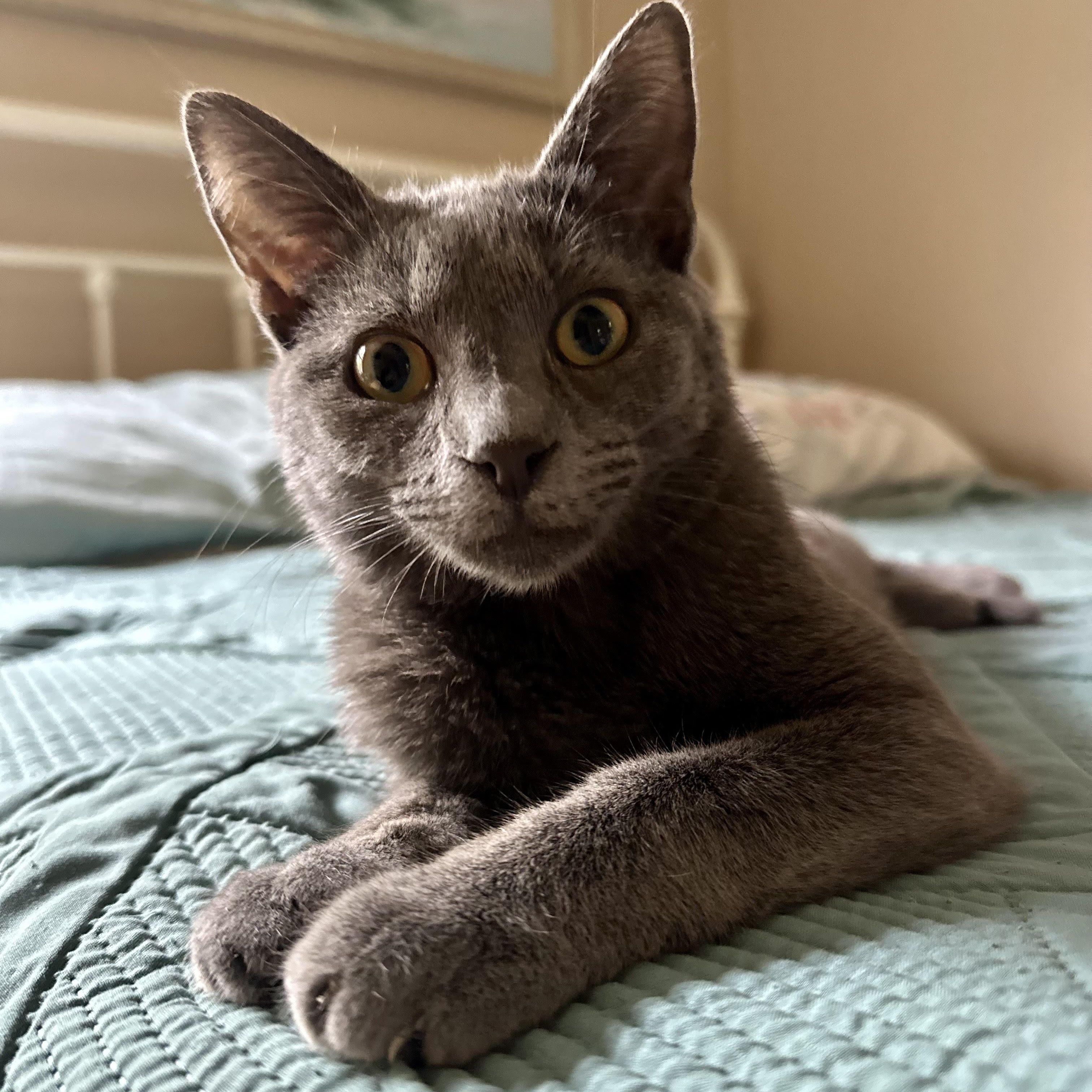 Mercury, Adoptable, Young Male Domestic Short Hair.