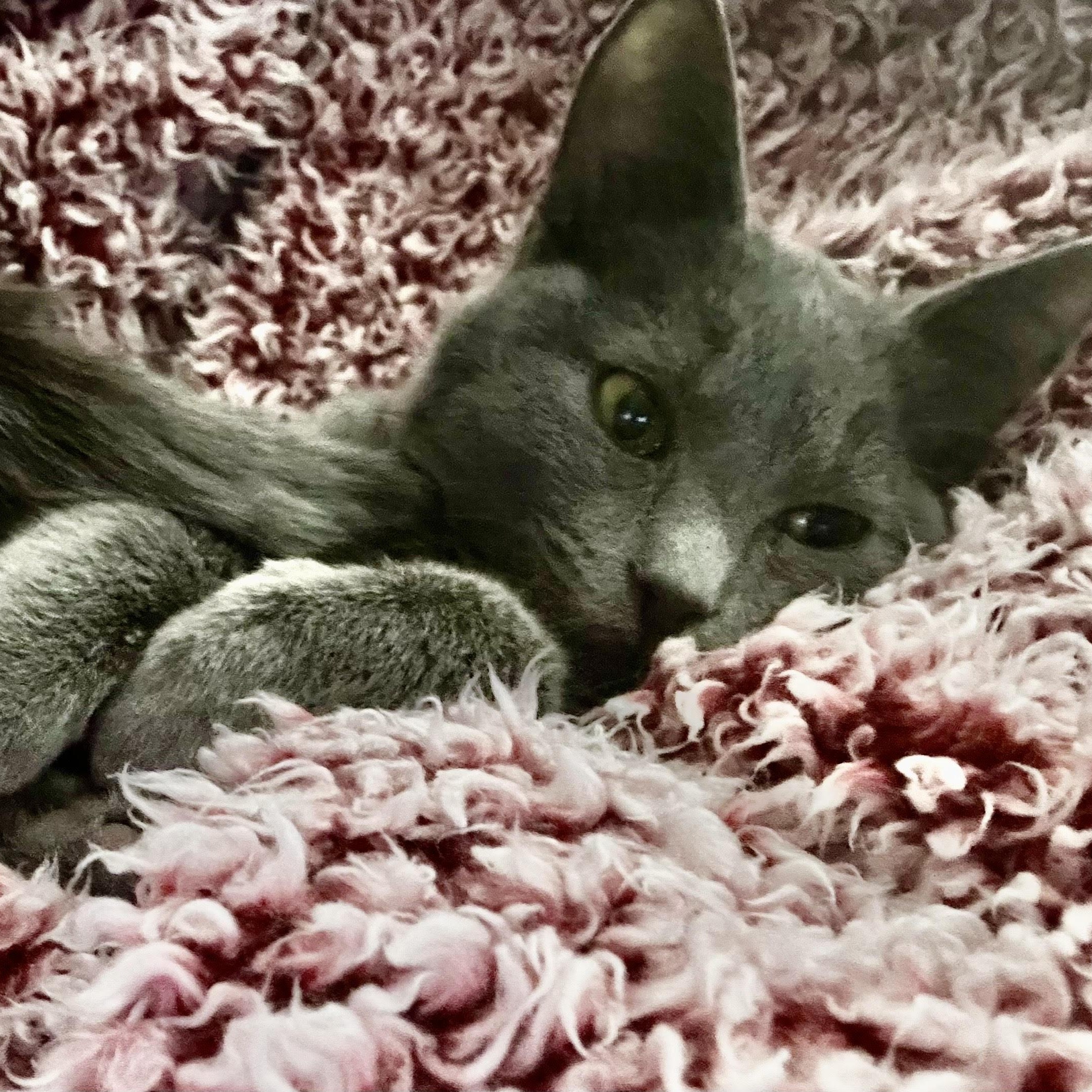 Mercury, a Adoptable Domestic Short Hair in Norfolk, VA image 3/5