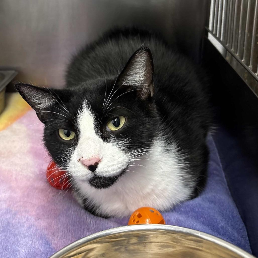 Oliver, Adoptable, Adult Male Domestic Short Hair.