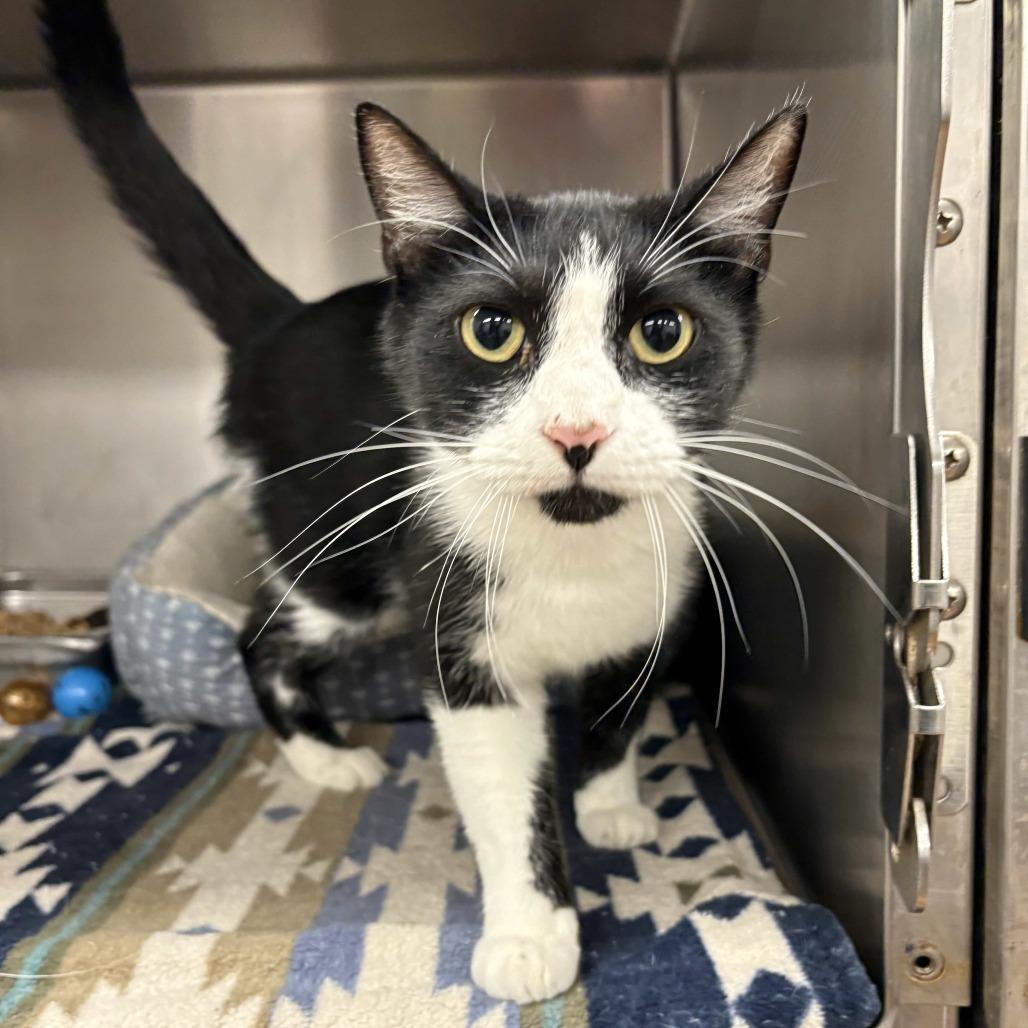 Enlarge Oliver, a Adoptable Domestic Short Hair in Beaumont, TX image 2/4