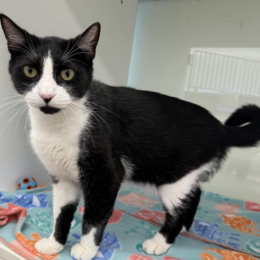 Enlarge Oliver, a Adoptable Domestic Short Hair in Beaumont, TX image 3/4