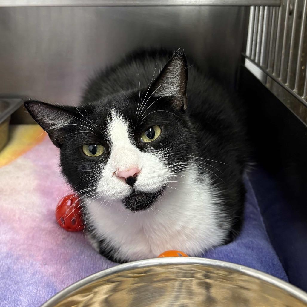 Enlarge Oliver, a Adoptable Domestic Short Hair in Beaumont, TX image 4/4