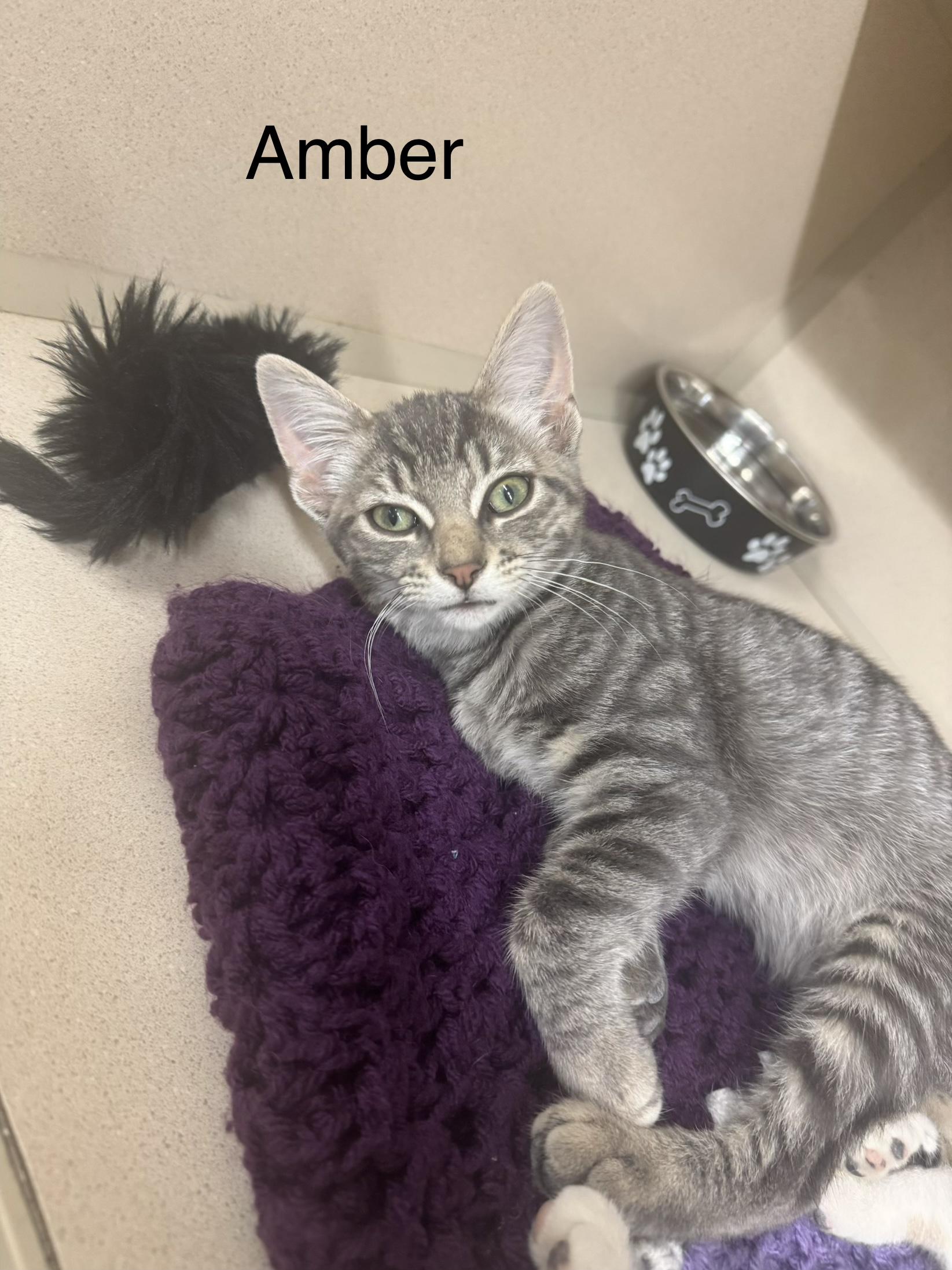 Amber, Adopted, Kitten Female Domestic Short Hair.