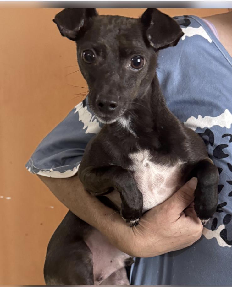 Blacky — thumbnail 3