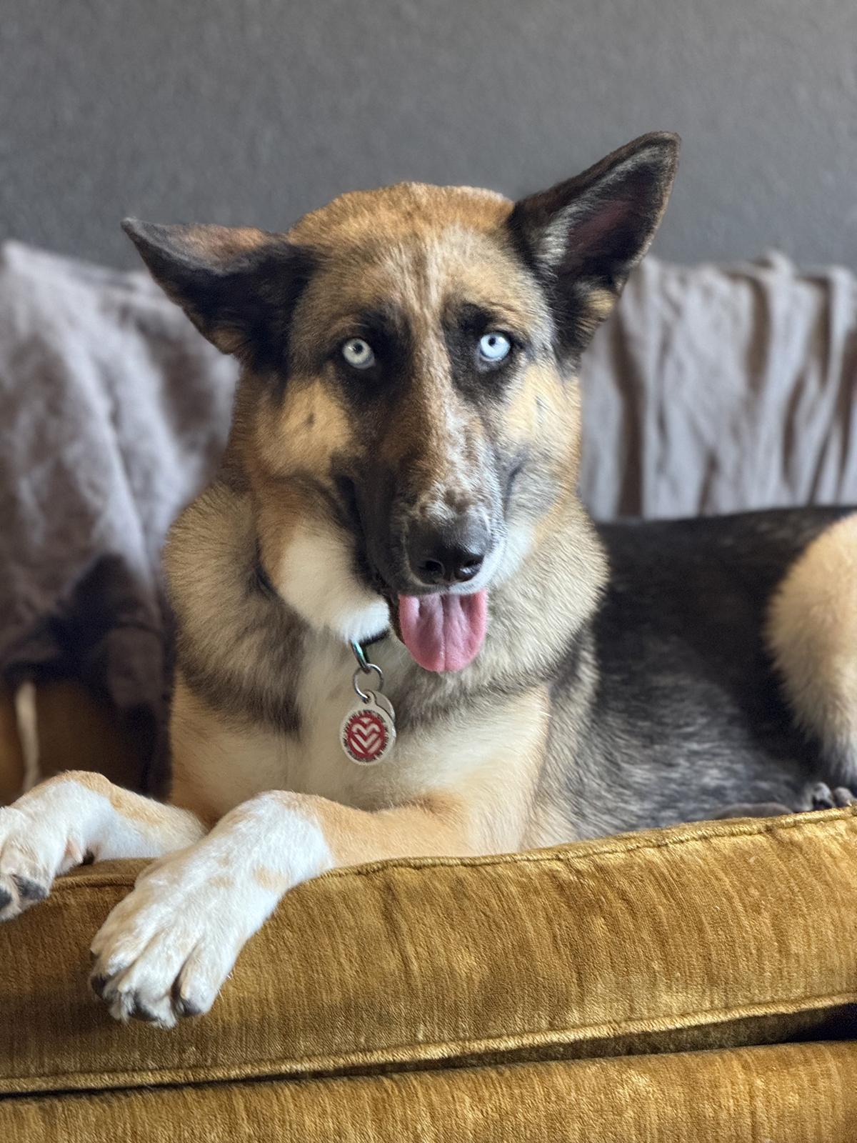 Everly, ADOPTABLE, Adult Female German Shepherd Dog & Siberian Husky.