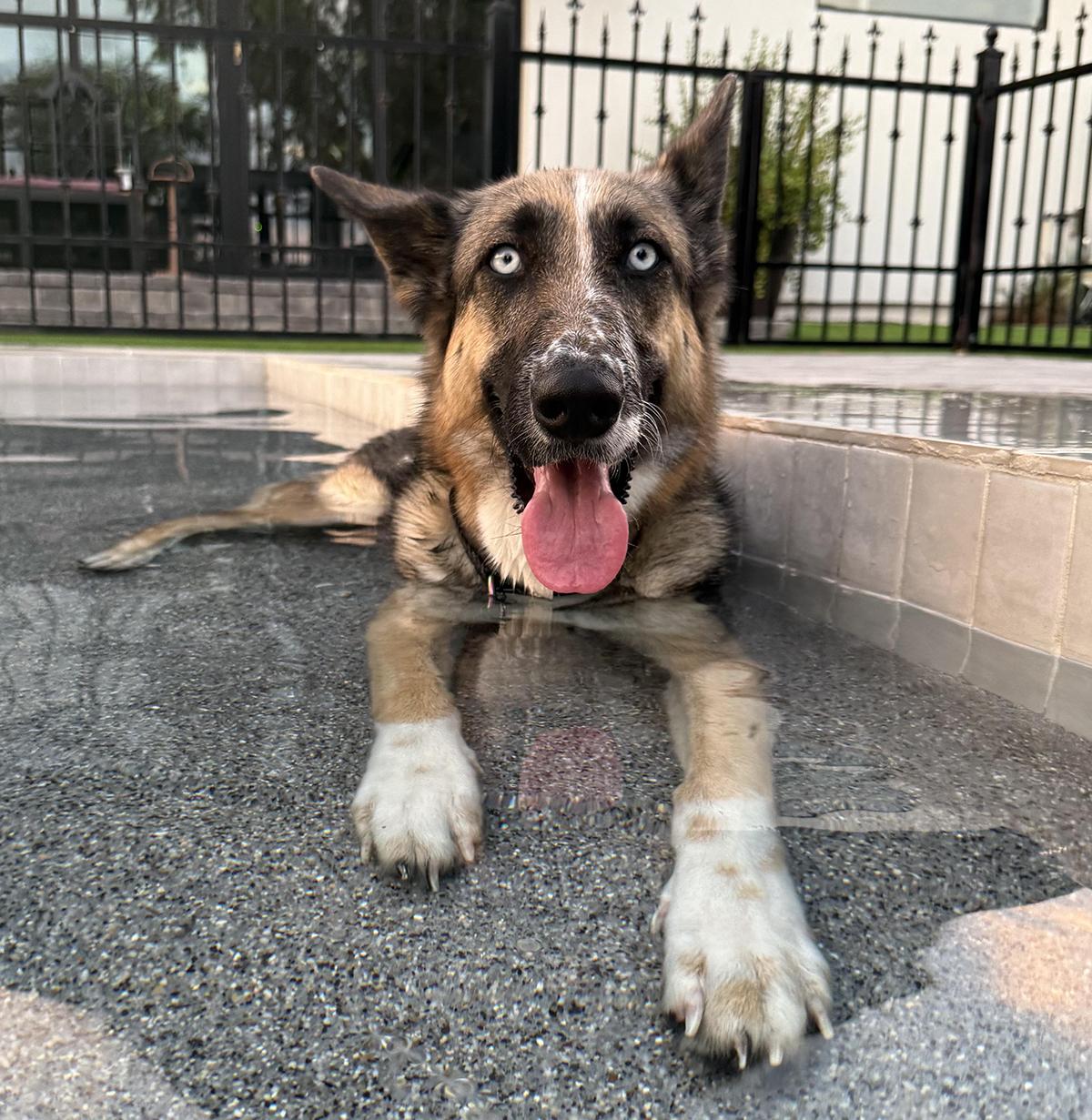 Everly, a ADOPTABLE mixed breed in Scottsdale, AZ image 4/6