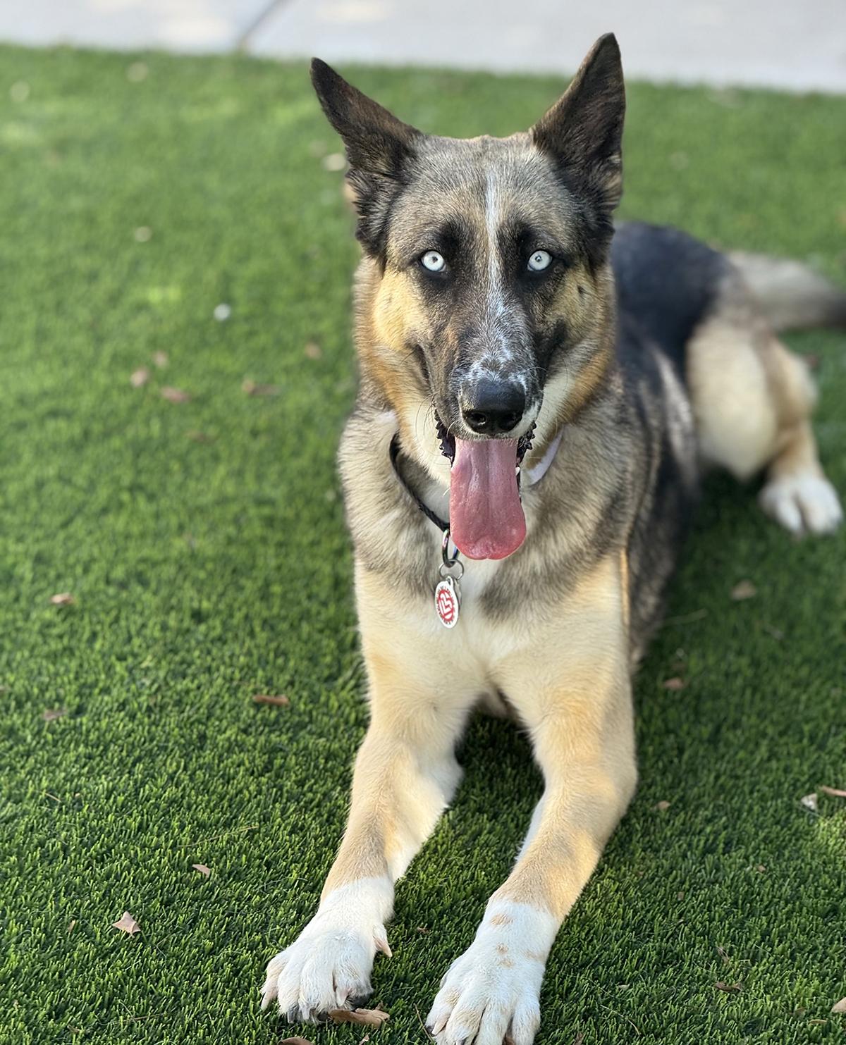 Everly, a ADOPTABLE mixed breed in Scottsdale, AZ image 5/6