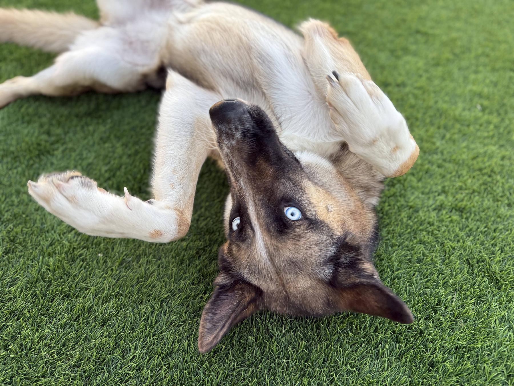 Everly, a ADOPTABLE mixed breed in Scottsdale, AZ image 2/6