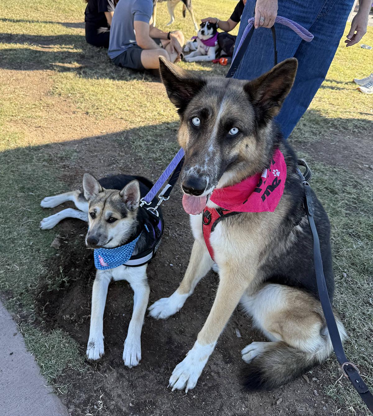 Everly, a ADOPTABLE mixed breed in Scottsdale, AZ image 6/6